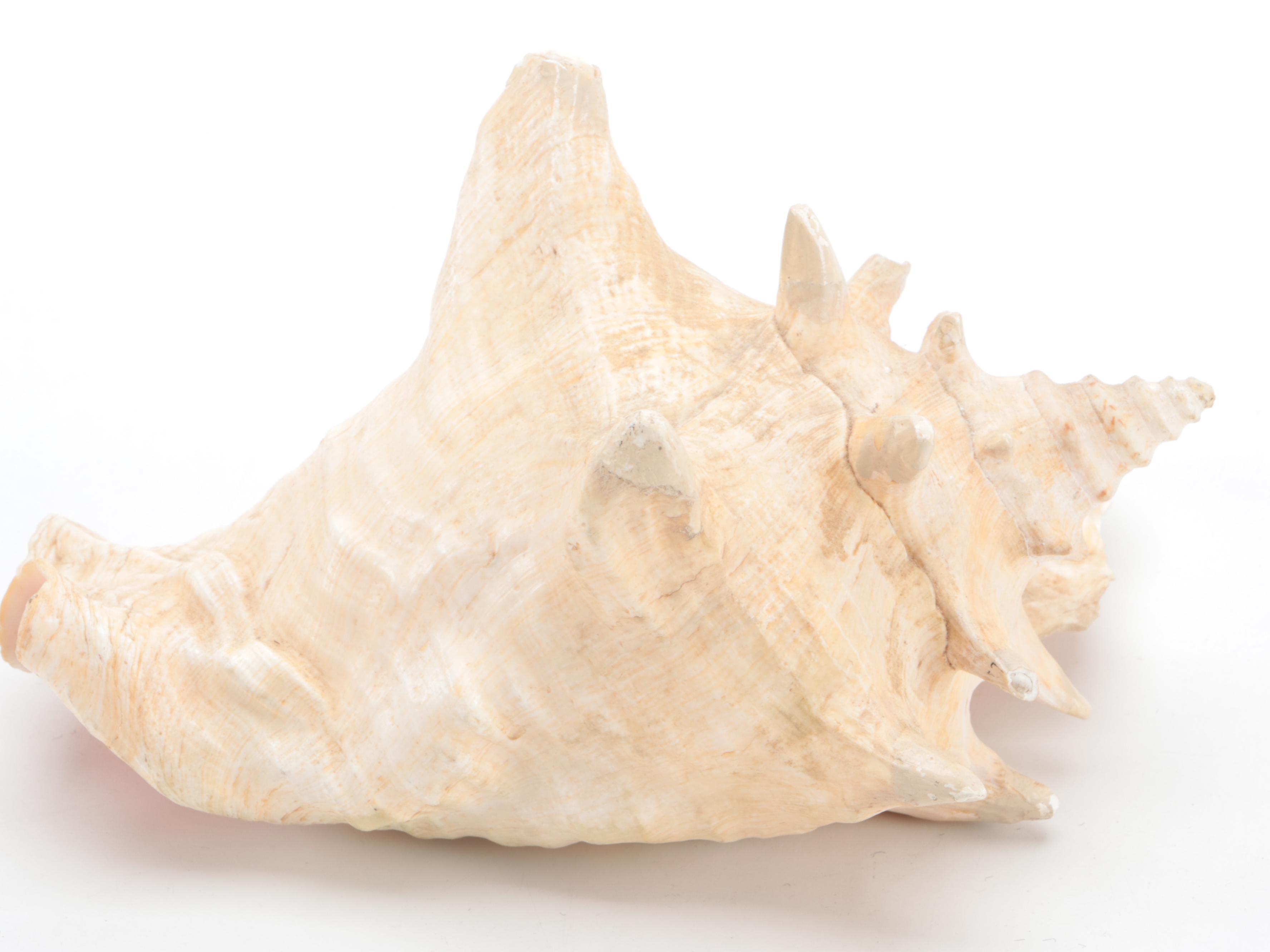 Queen Conch Shell with Fossilized Coral Specimens
