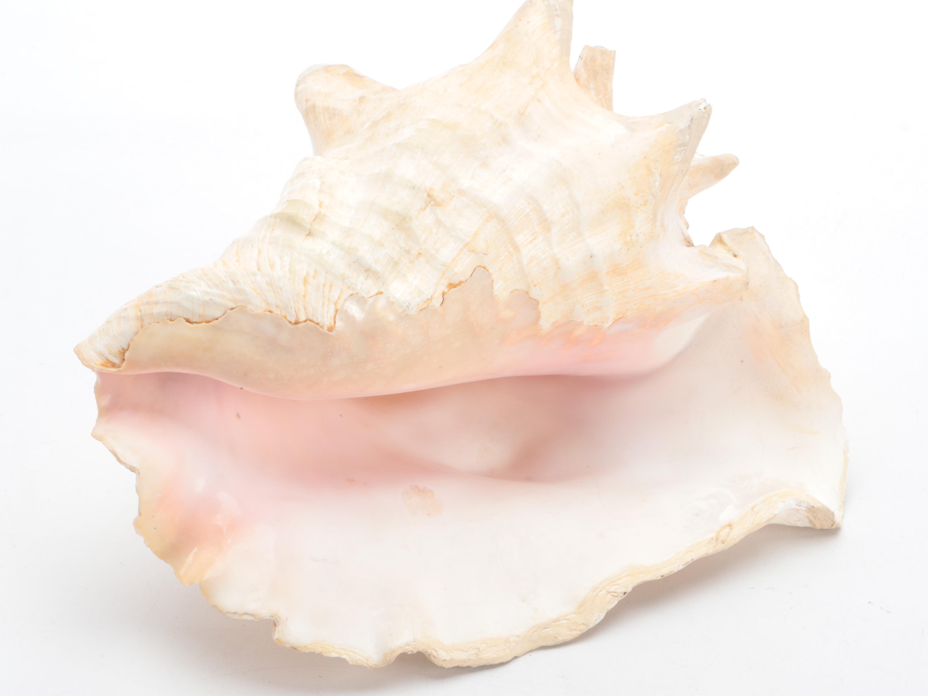 Queen Conch Shell with Fossilized Coral Specimens