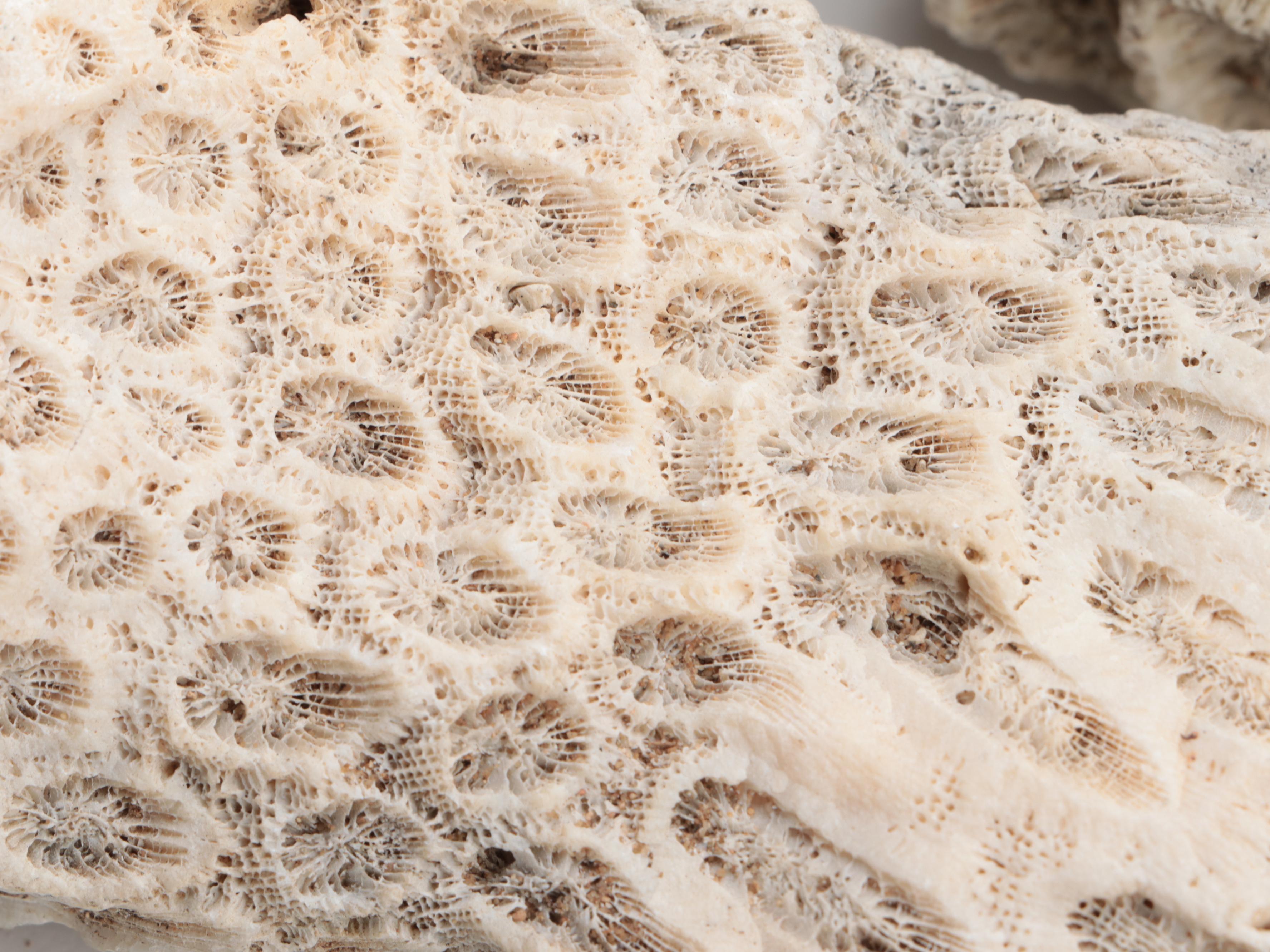 Queen Conch Shell with Fossilized Coral Specimens