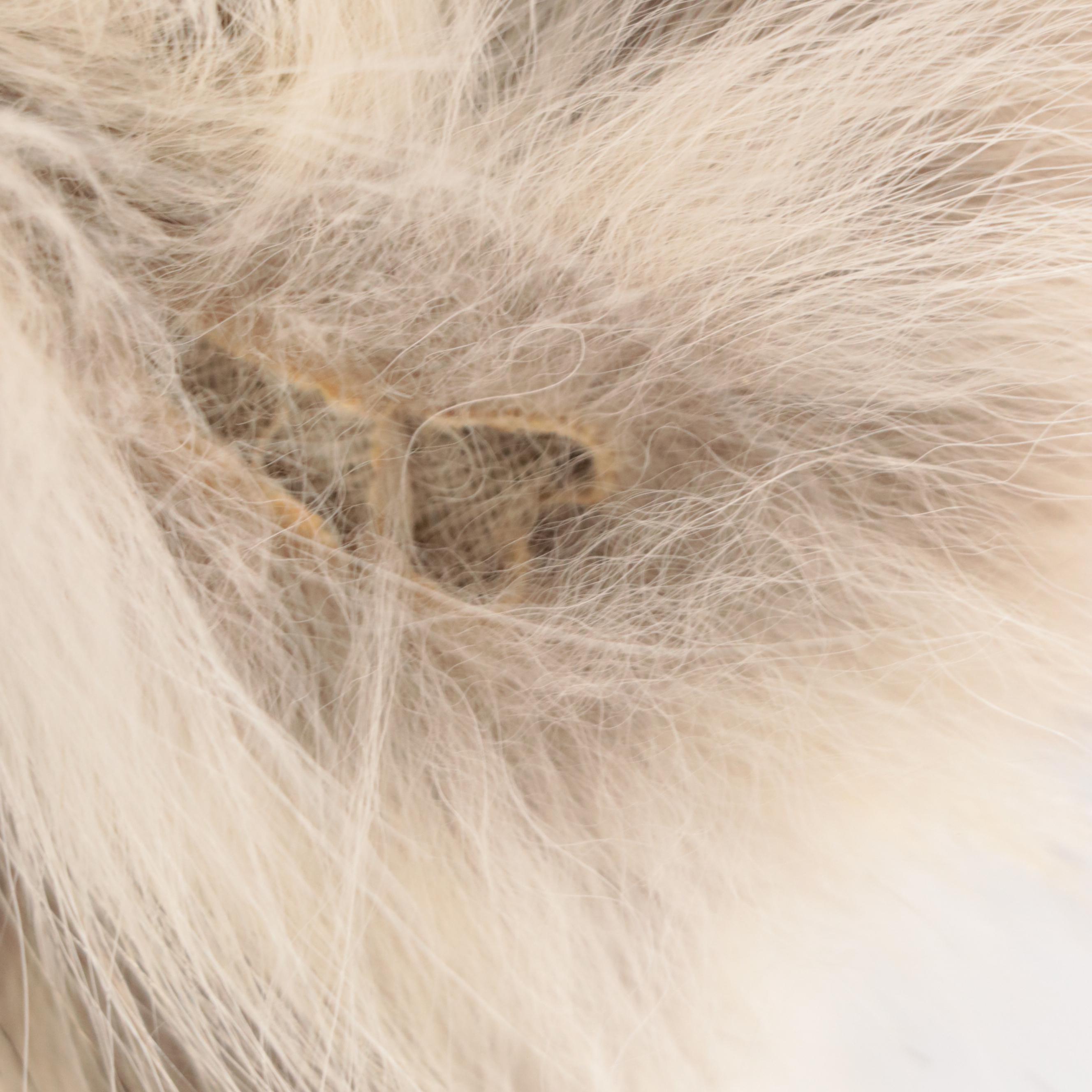 Anne Klein Coyote Fur Full Length Coat for Kotsovos Furs