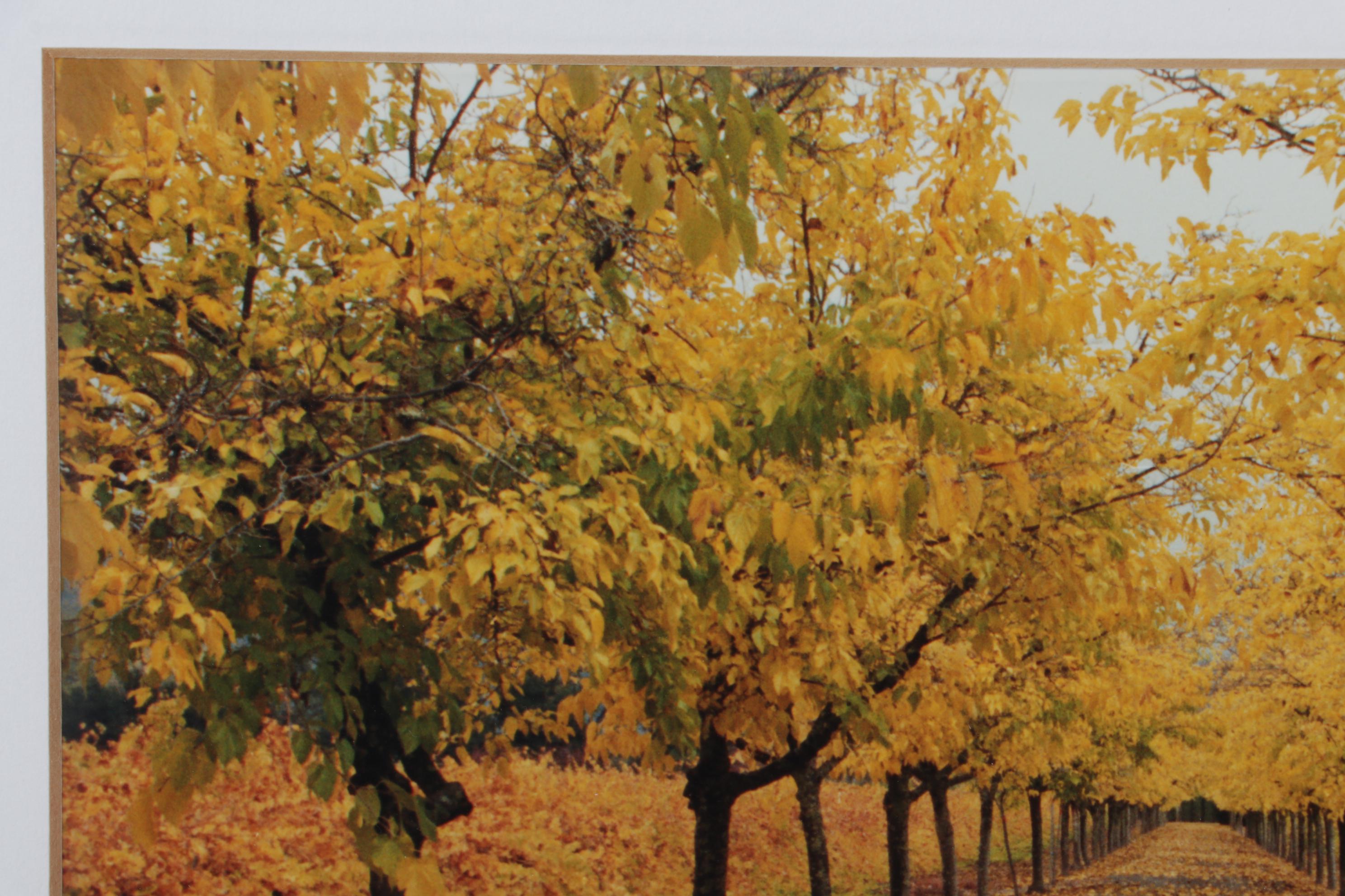 Autumn Landscape Digital Photograph "Napa Valley," 21st Century