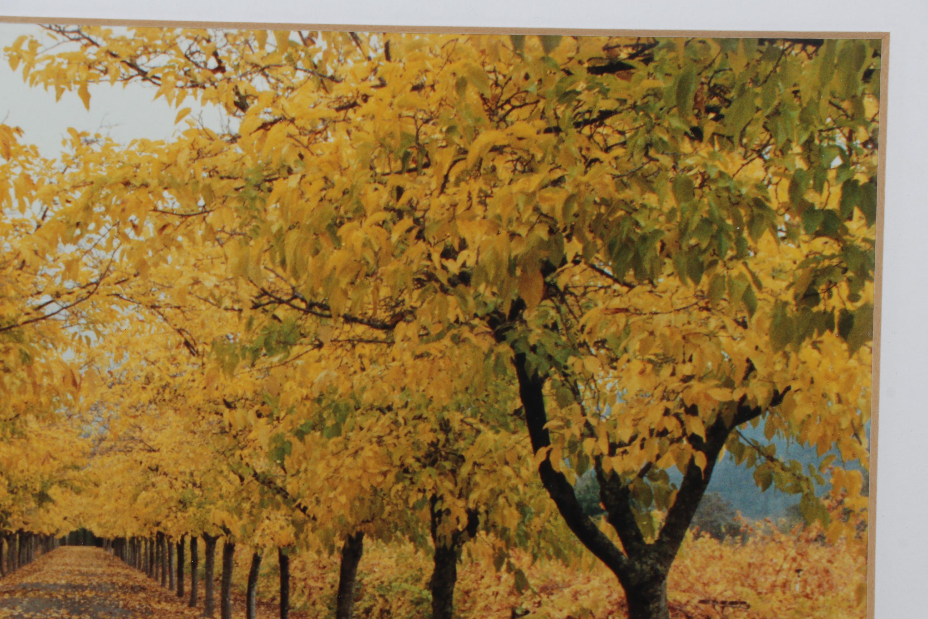 Autumn Landscape Digital Photograph "Napa Valley," 21st Century