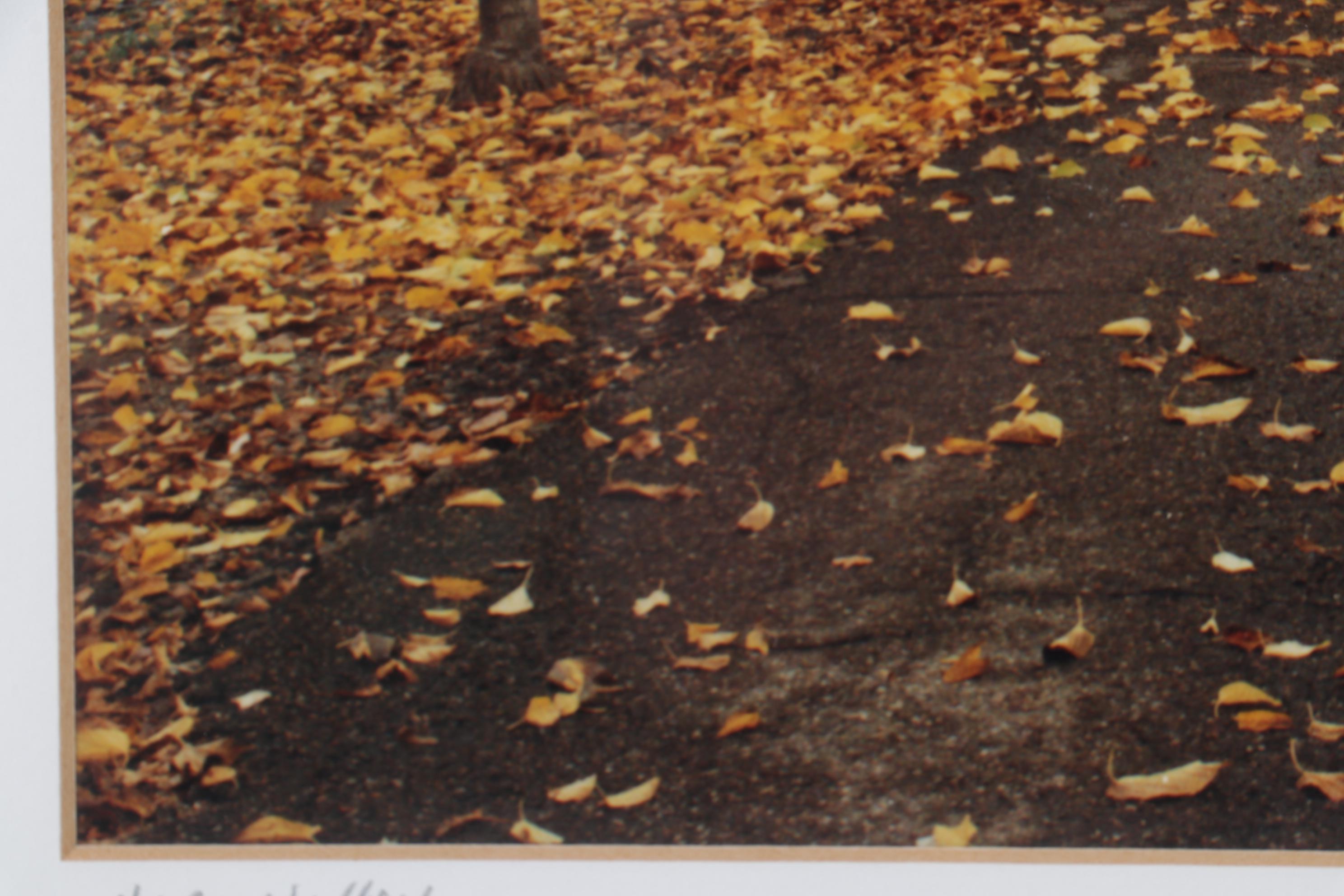 Autumn Landscape Digital Photograph "Napa Valley," 21st Century