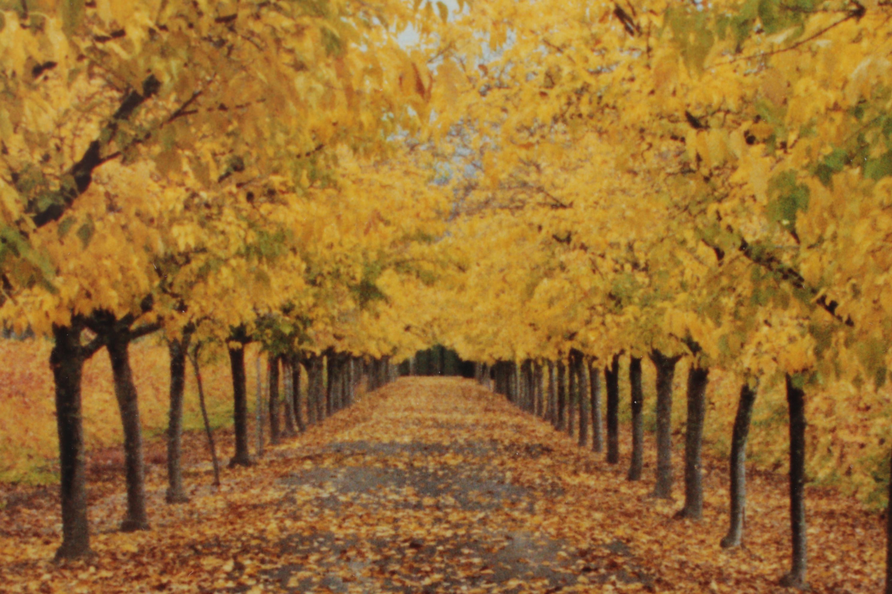 Autumn Landscape Digital Photograph "Napa Valley," 21st Century