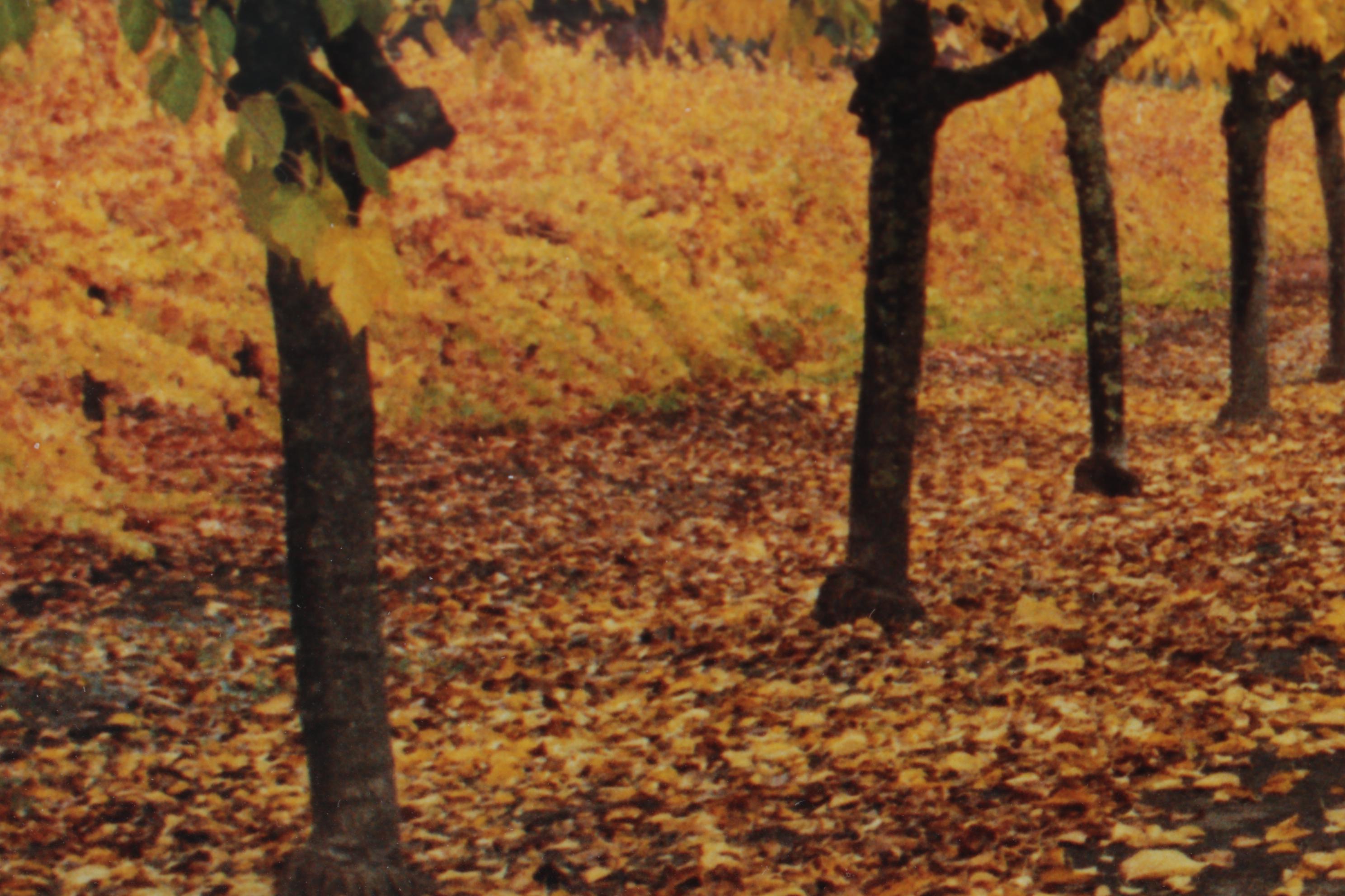 Autumn Landscape Digital Photograph "Napa Valley," 21st Century