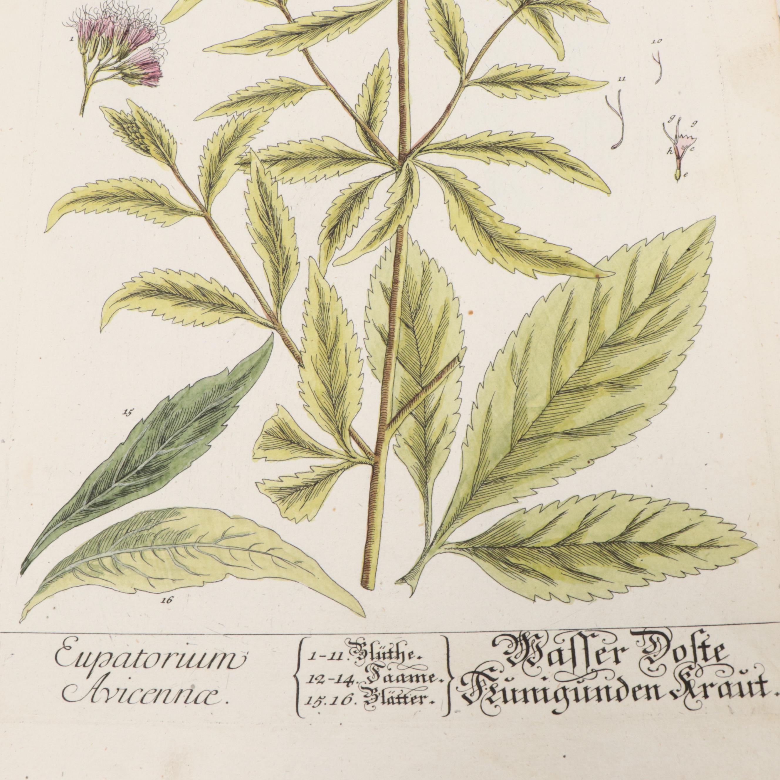 German Hand-Colored Engravings of Botanicals, 1765