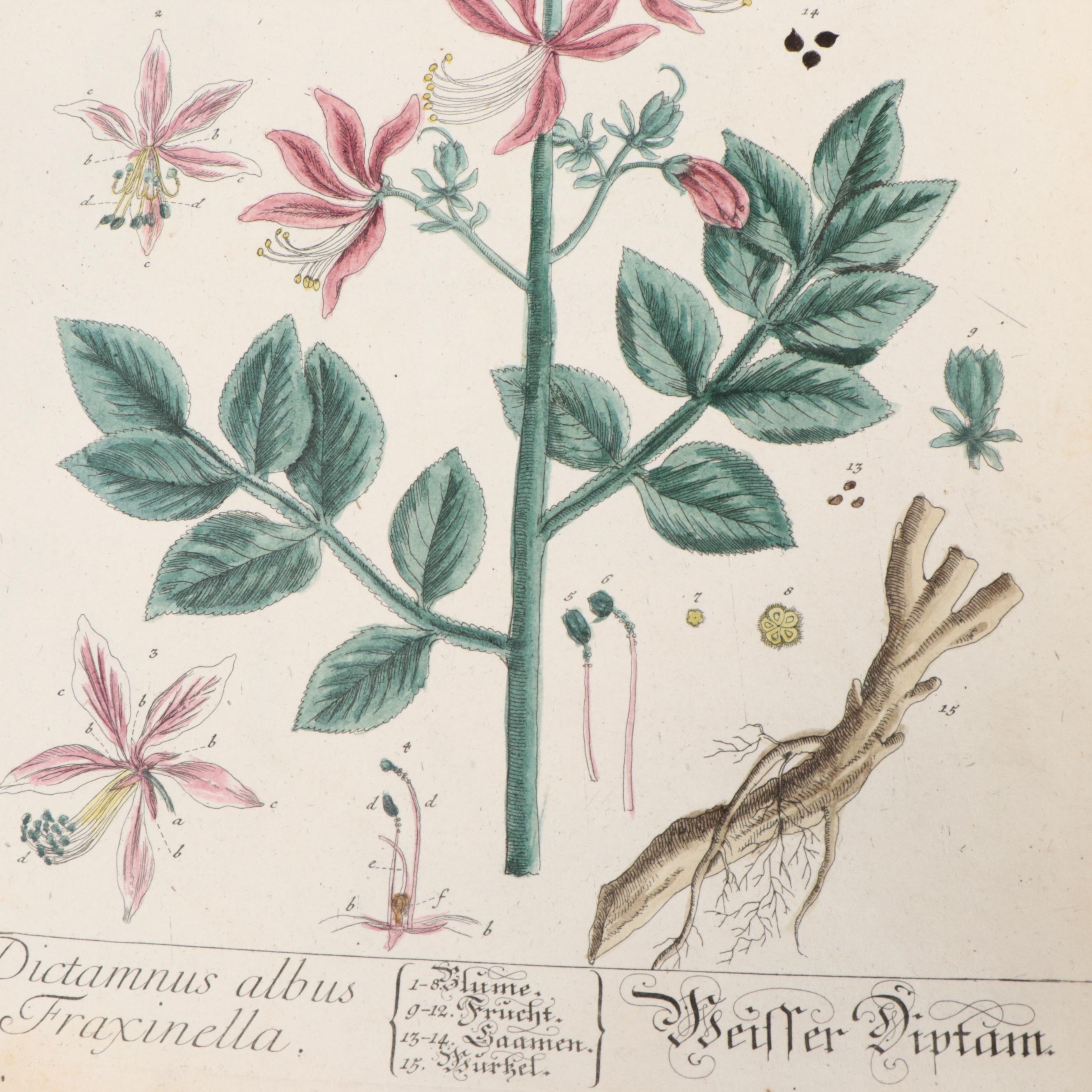 German Hand-Colored Engravings of Botanicals, 1765
