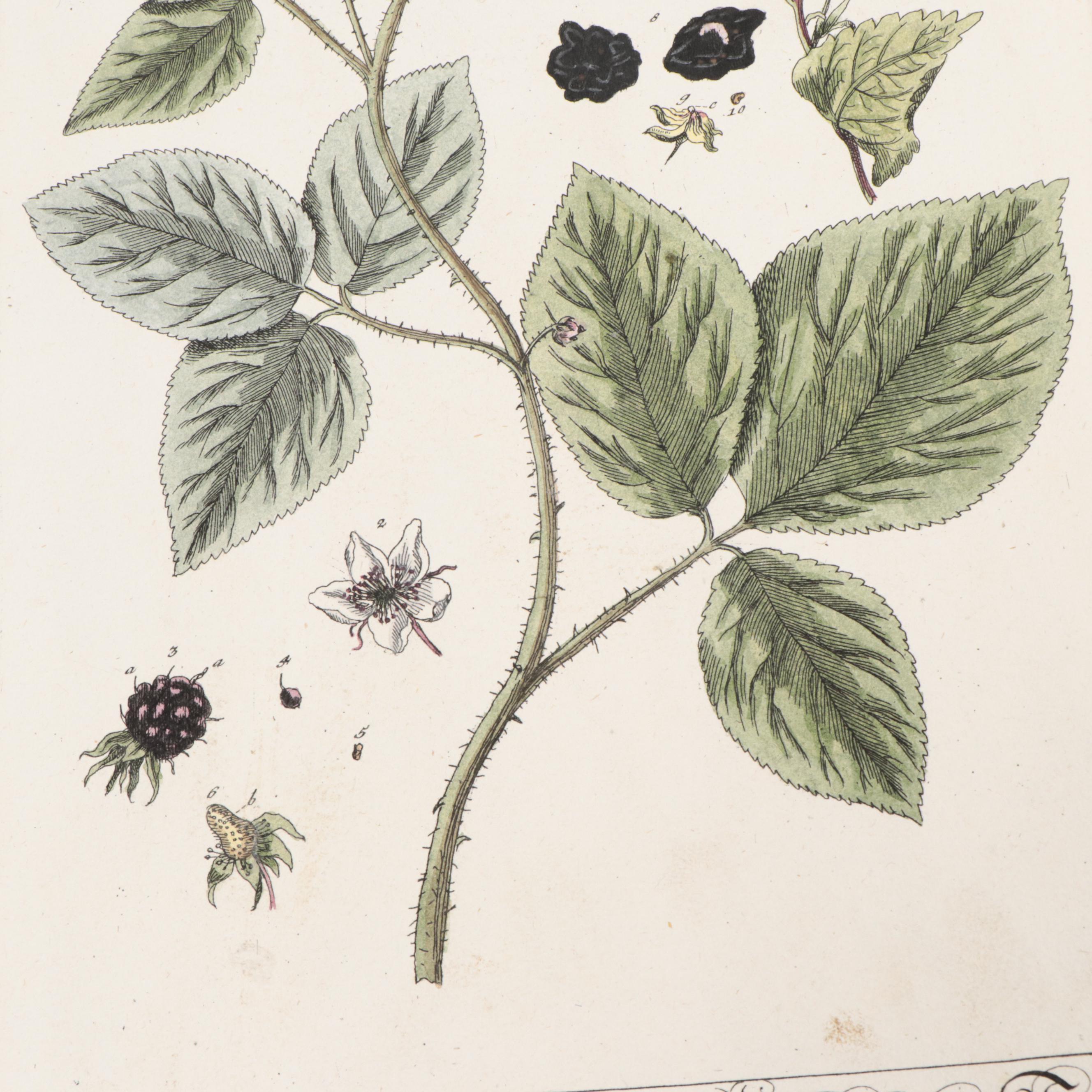 German Hand-Colored Engravings of Botanicals, 1765