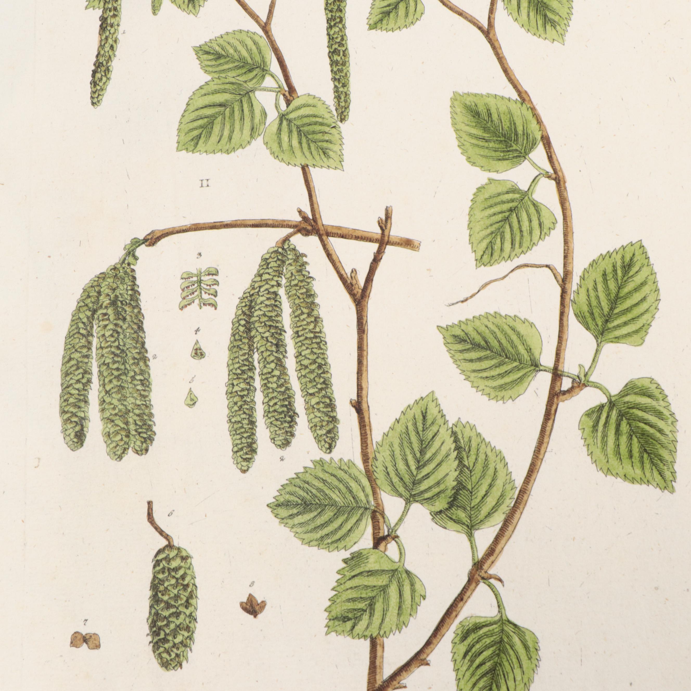 German Hand-Colored Engravings of Botanicals, 1765