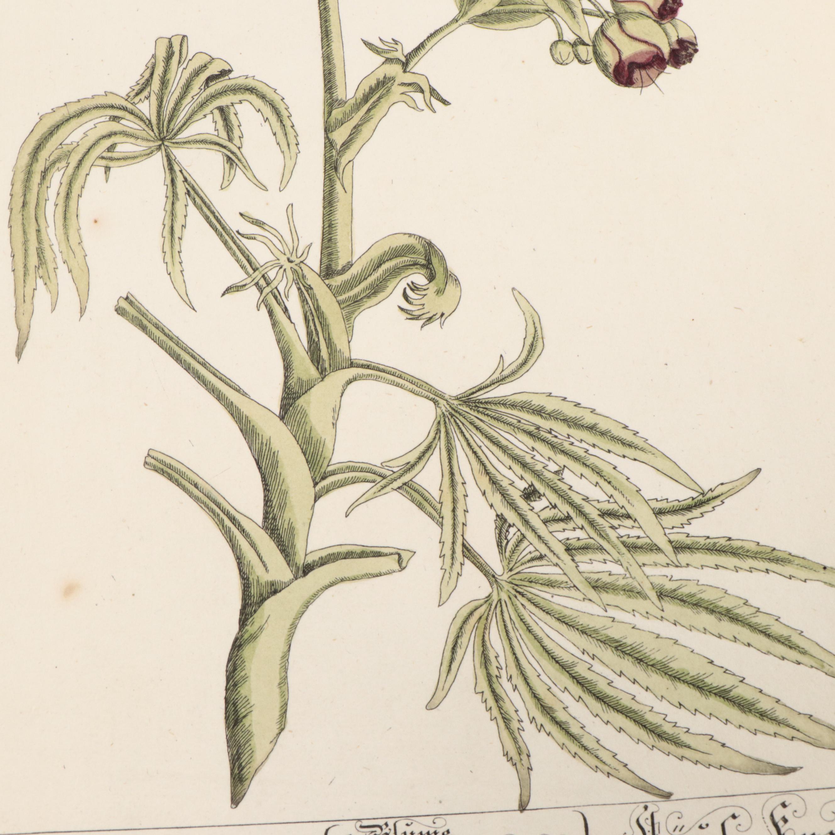 German Hand-Colored Engravings of Botanicals, 1765