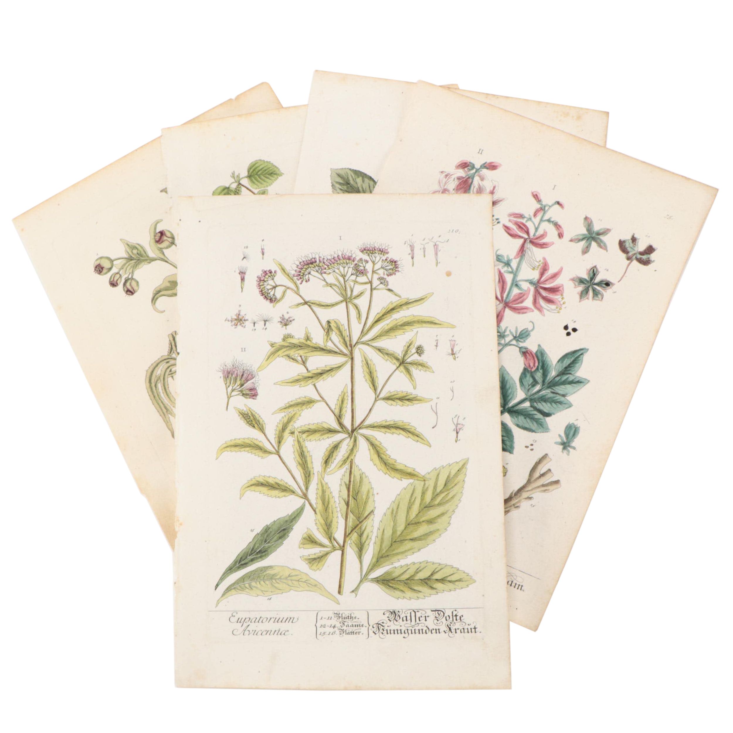 German Hand-Colored Engravings of Botanicals, 1765