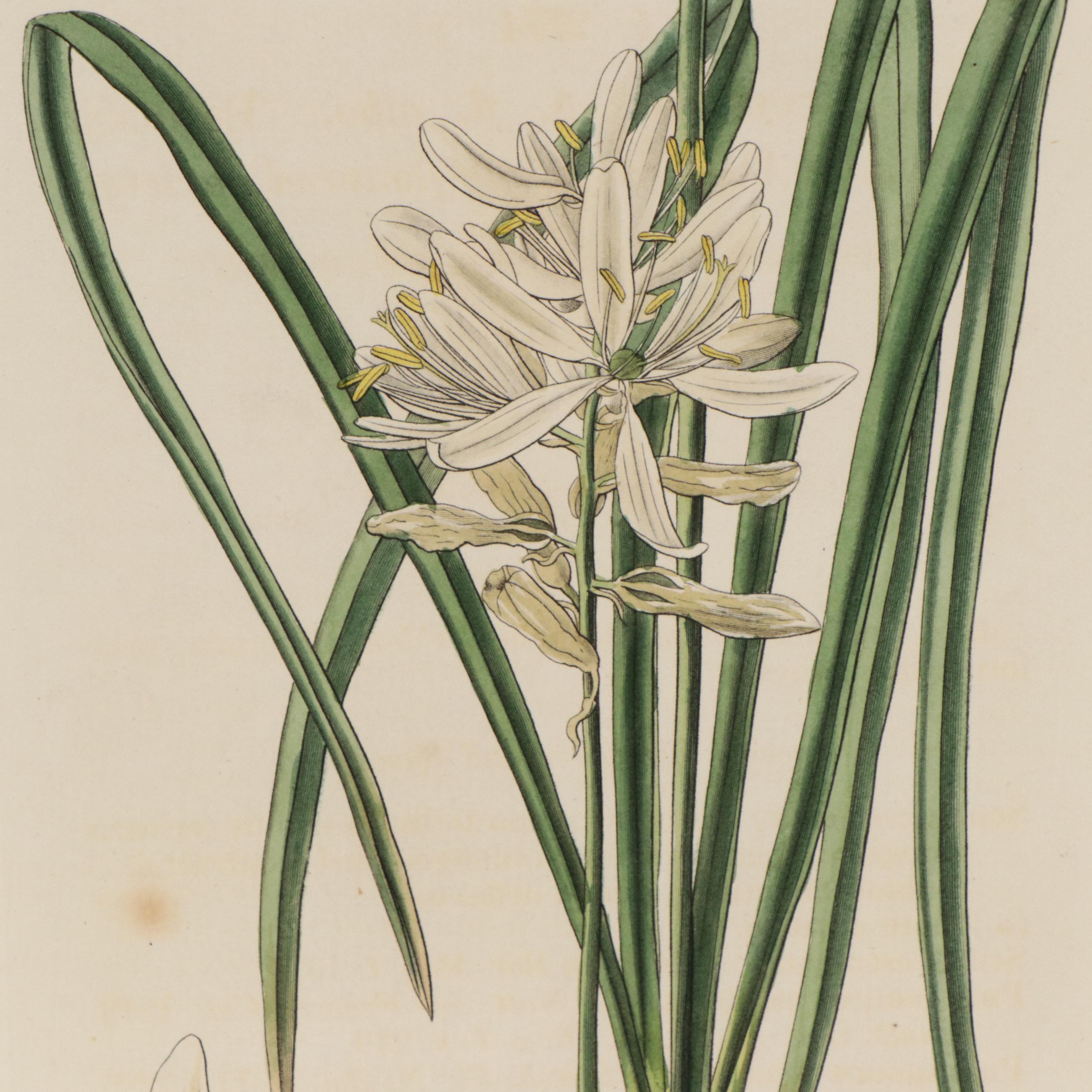 Hand-Colored Engravings of Flora From "Curtis's Botanical Magazine"