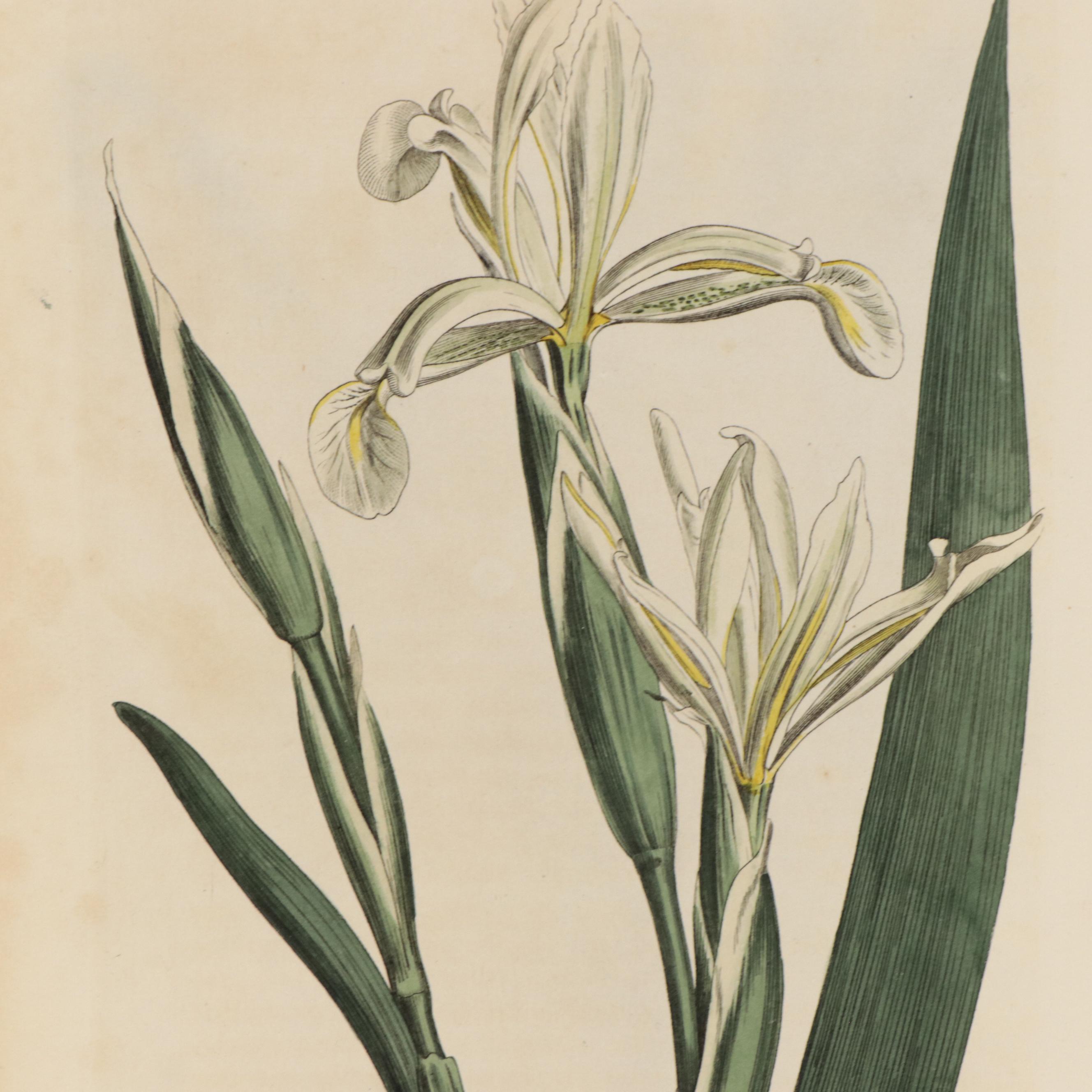 Hand-Colored Engravings of Flora From "Curtis's Botanical Magazine"