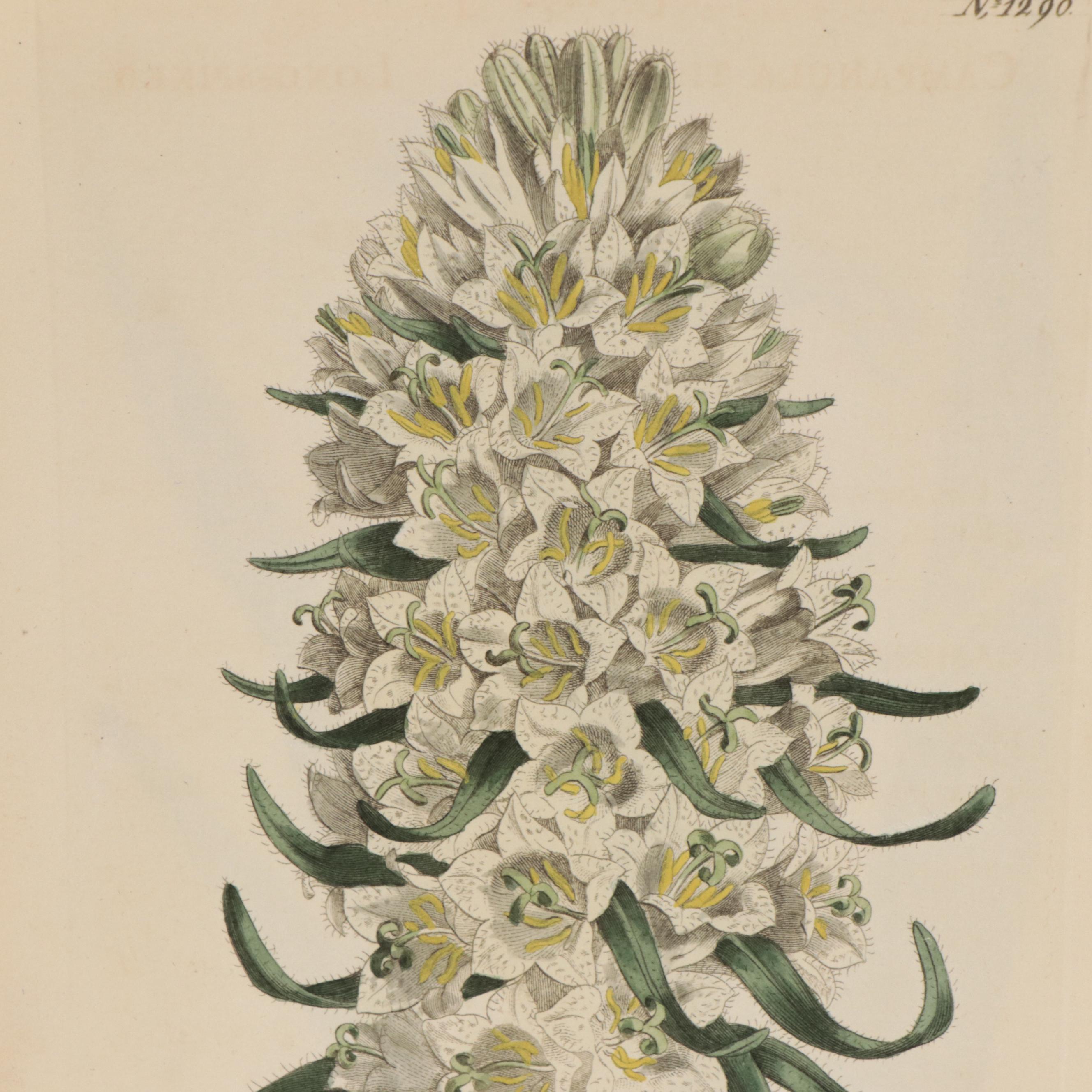 Hand-Colored Engravings of Flora From "Curtis's Botanical Magazine"