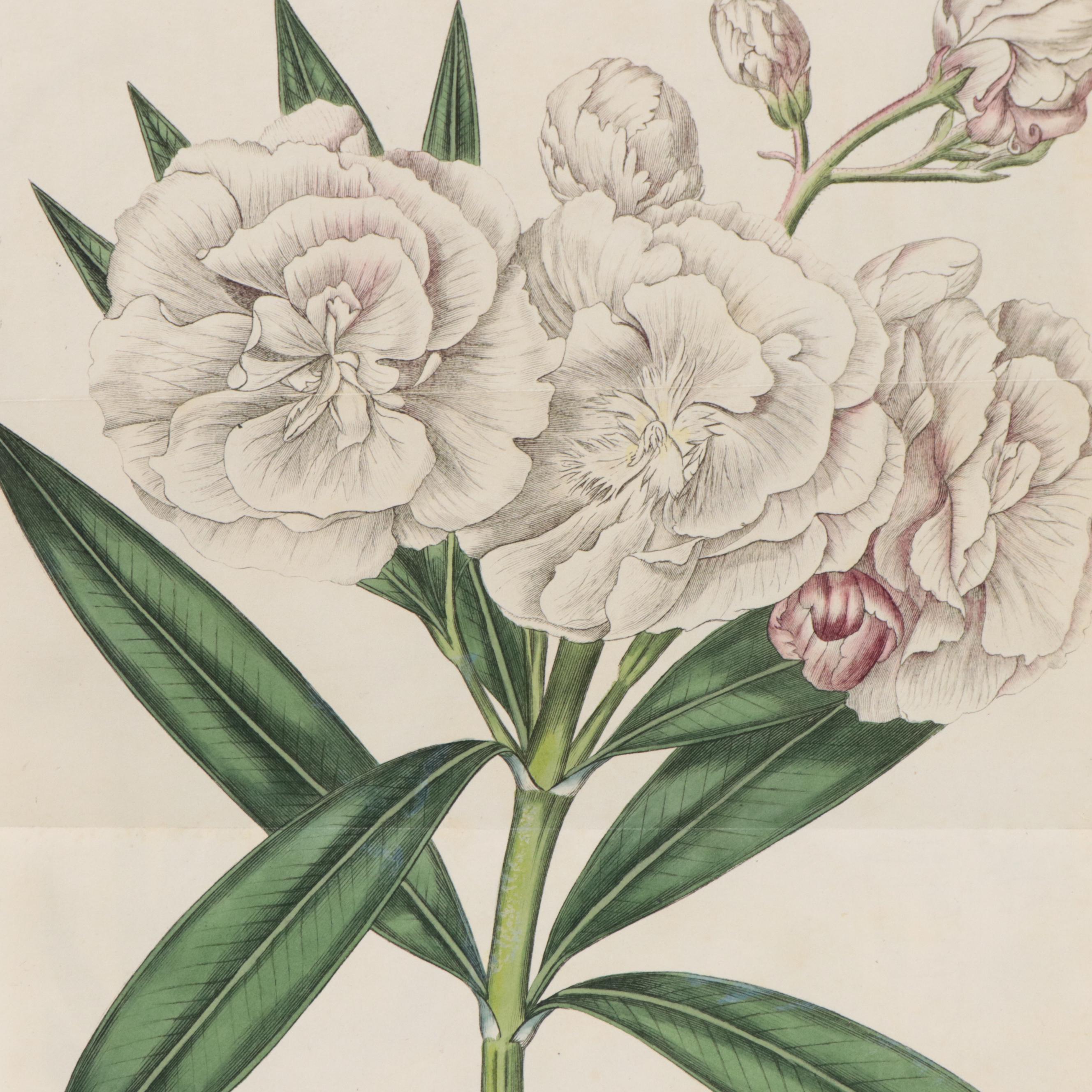 Hand-Colored Engravings of Flora From "Curtis's Botanical Magazine"