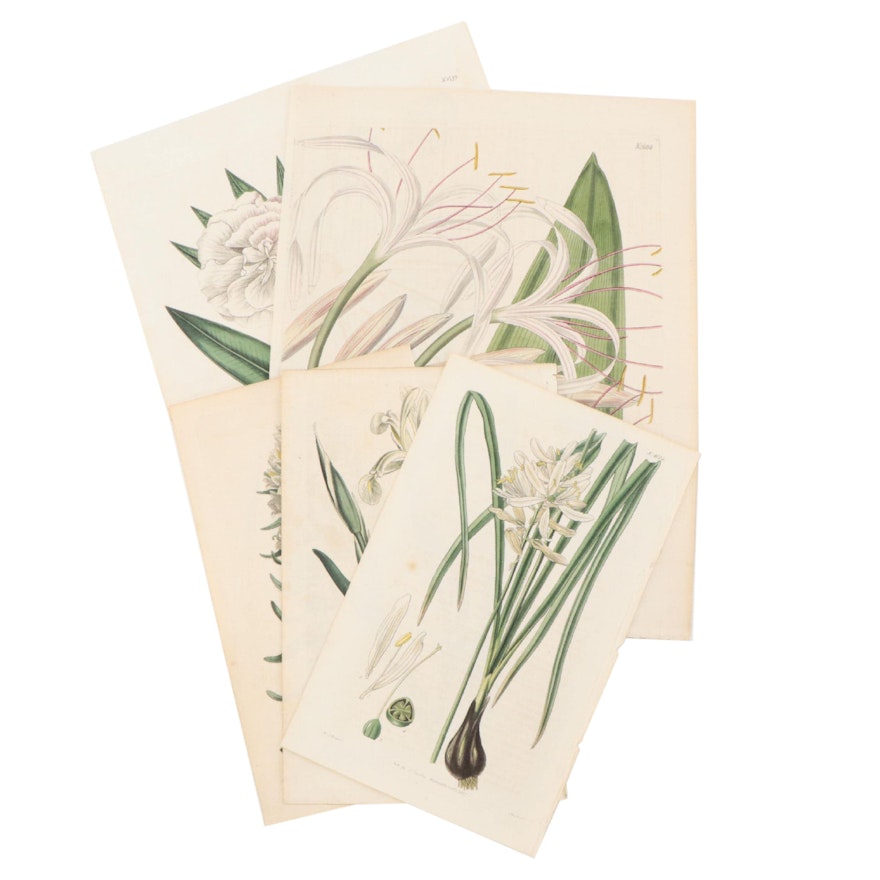 Hand-Colored Engravings of Flora From "Curtis's Botanical Magazine"