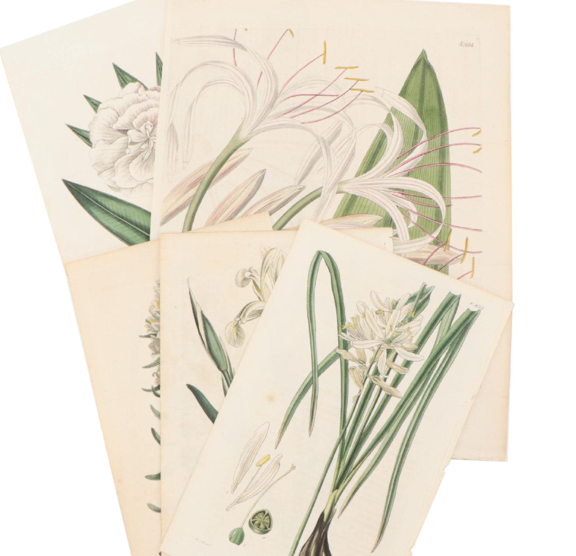 Hand-Colored Engravings of Flora From "Curtis's Botanical Magazine"