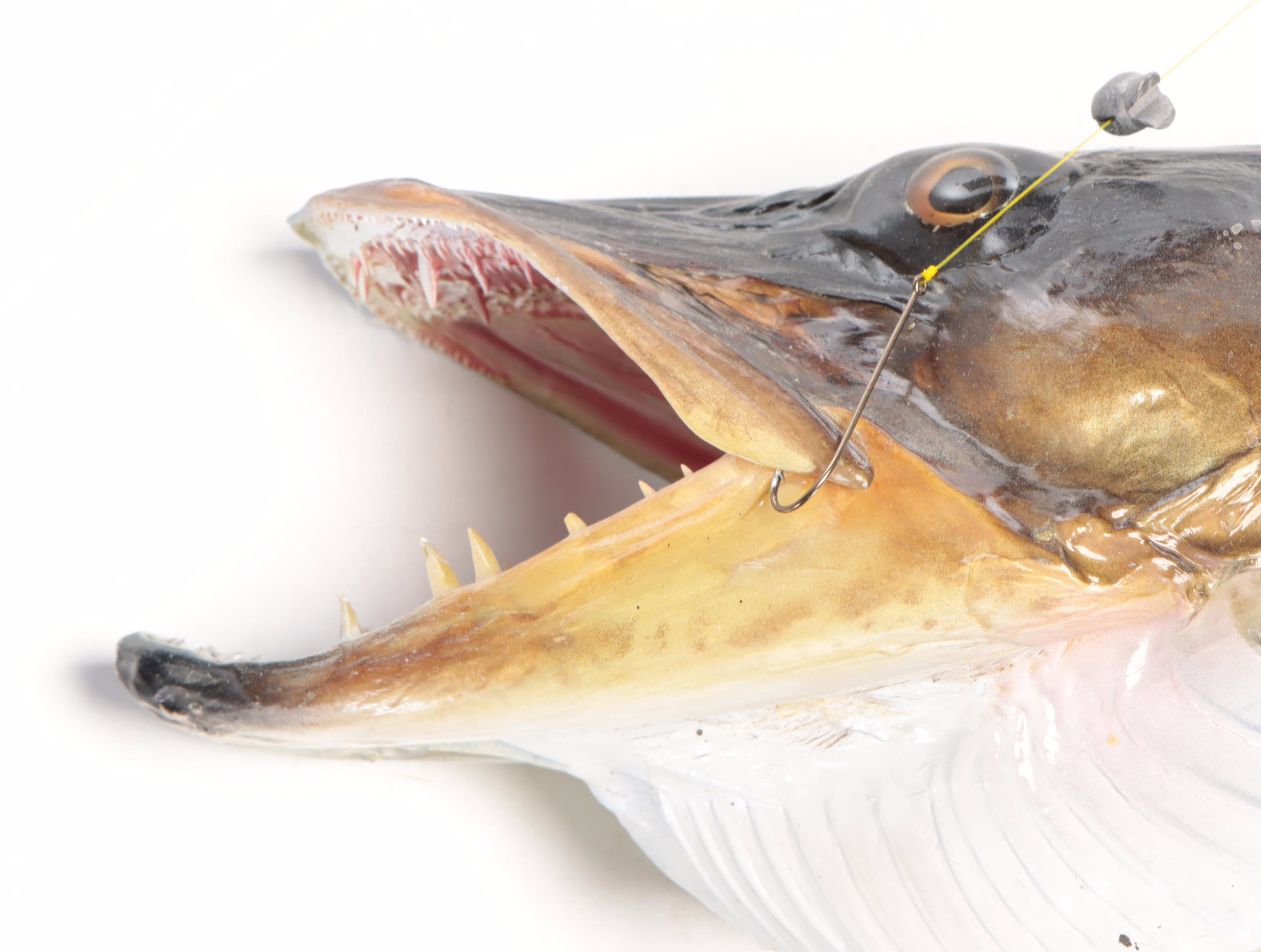 Taxidermy Musky Full Body Mount On Wood