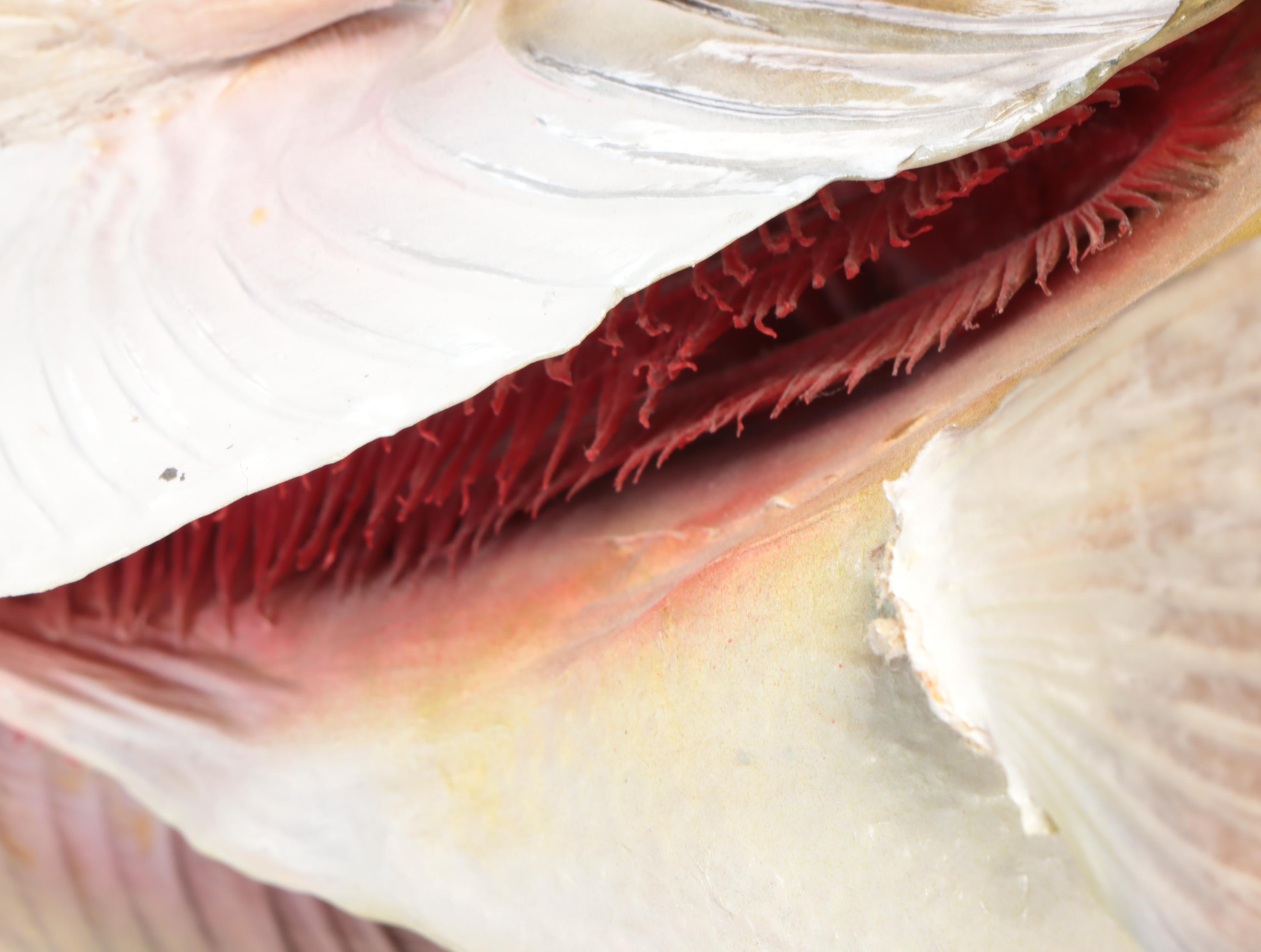 Taxidermy Musky Full Body Mount On Wood