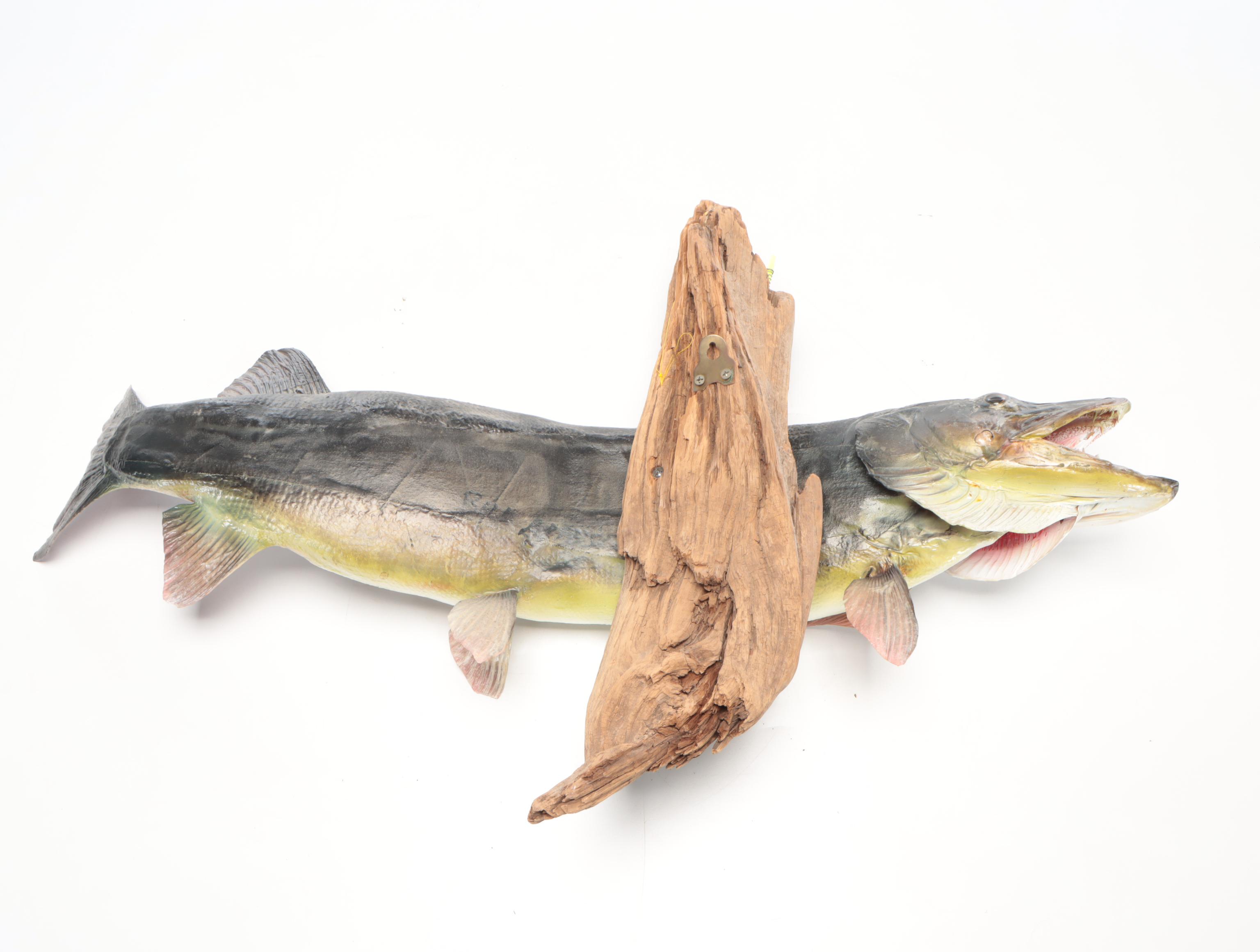 Taxidermy Musky Full Body Mount On Wood