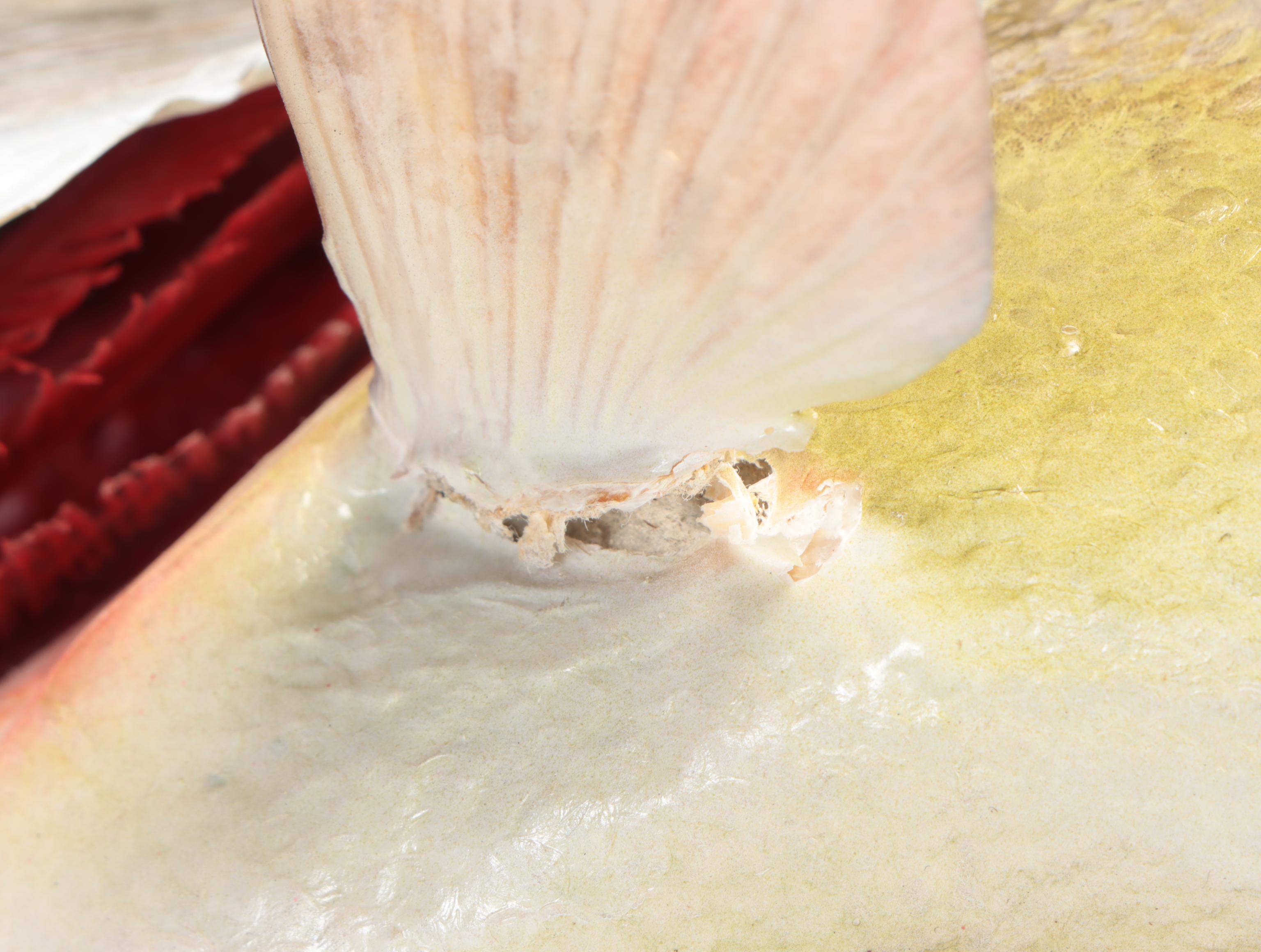 Taxidermy Musky Full Body Mount On Wood