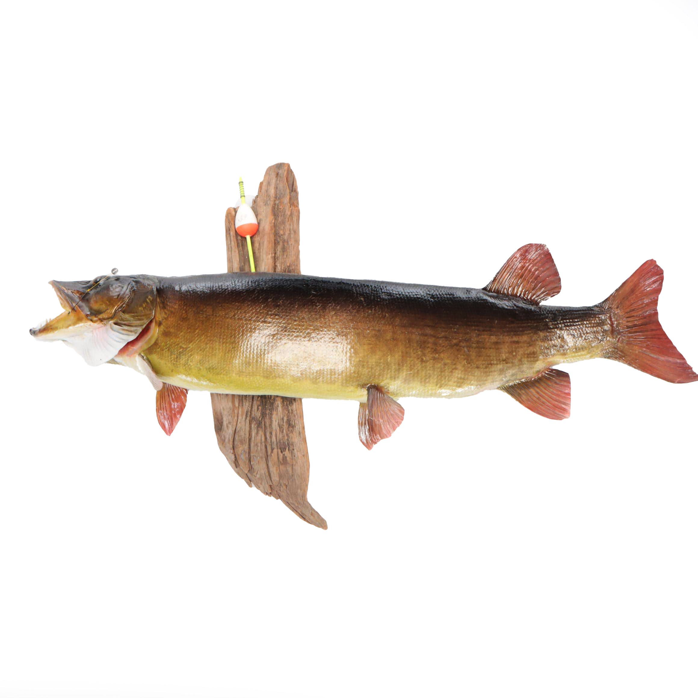 Taxidermy Musky Full Body Mount On Wood
