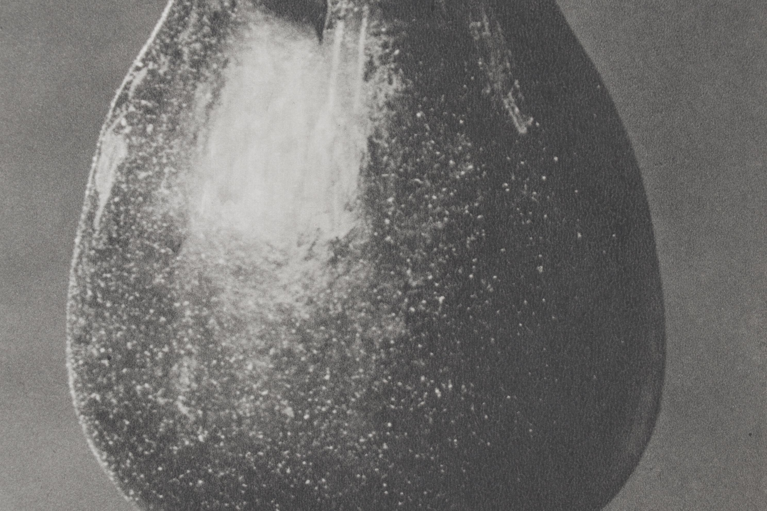 Photogravure After Karl Blossfeldt From "Wunder in der Natur"