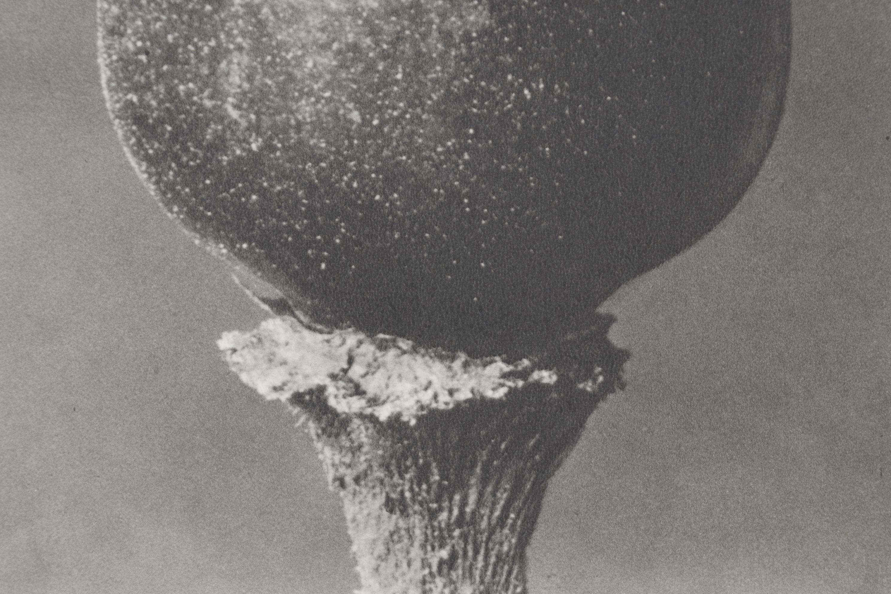 Photogravure After Karl Blossfeldt From "Wunder in der Natur"