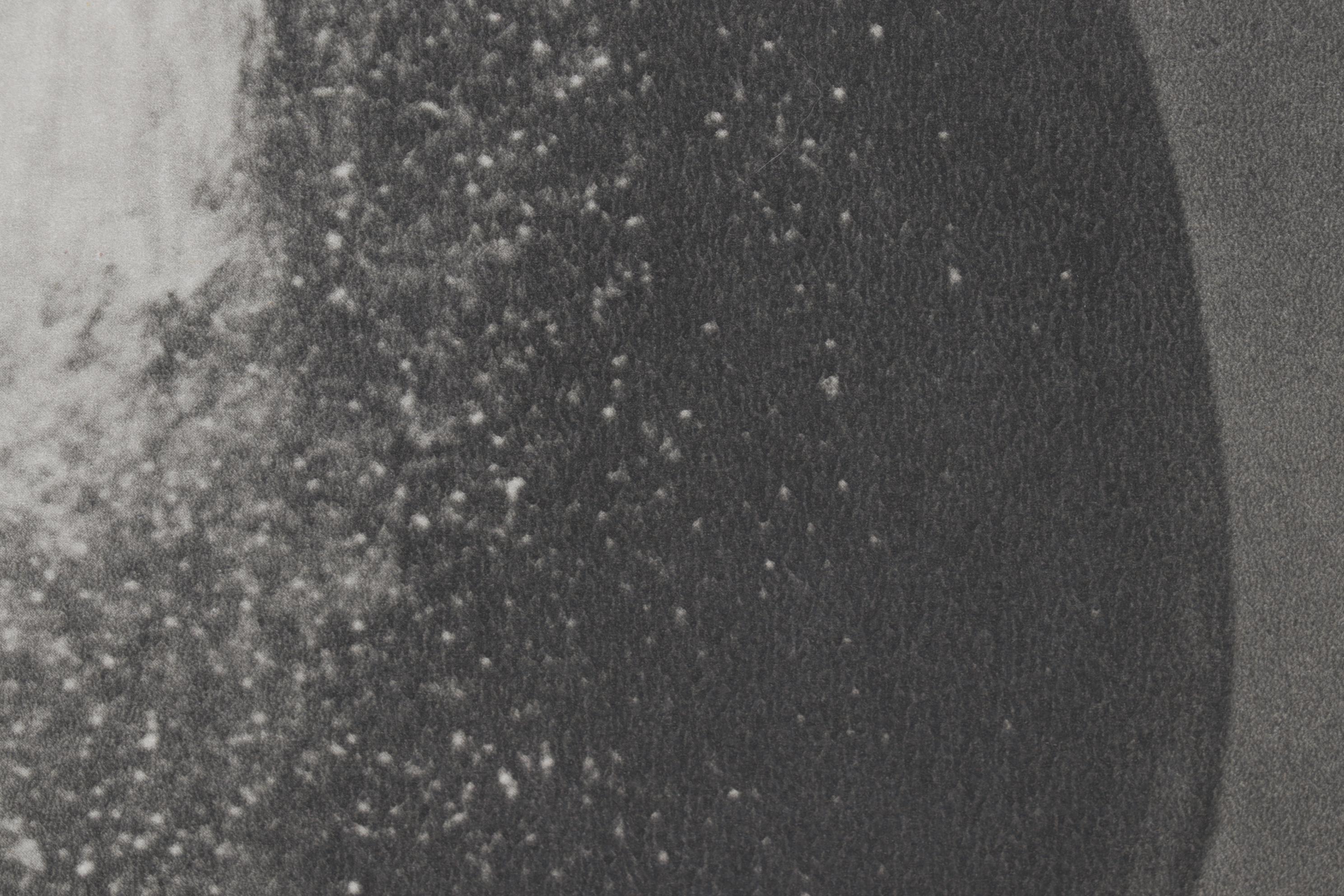 Photogravure After Karl Blossfeldt From "Wunder in der Natur"