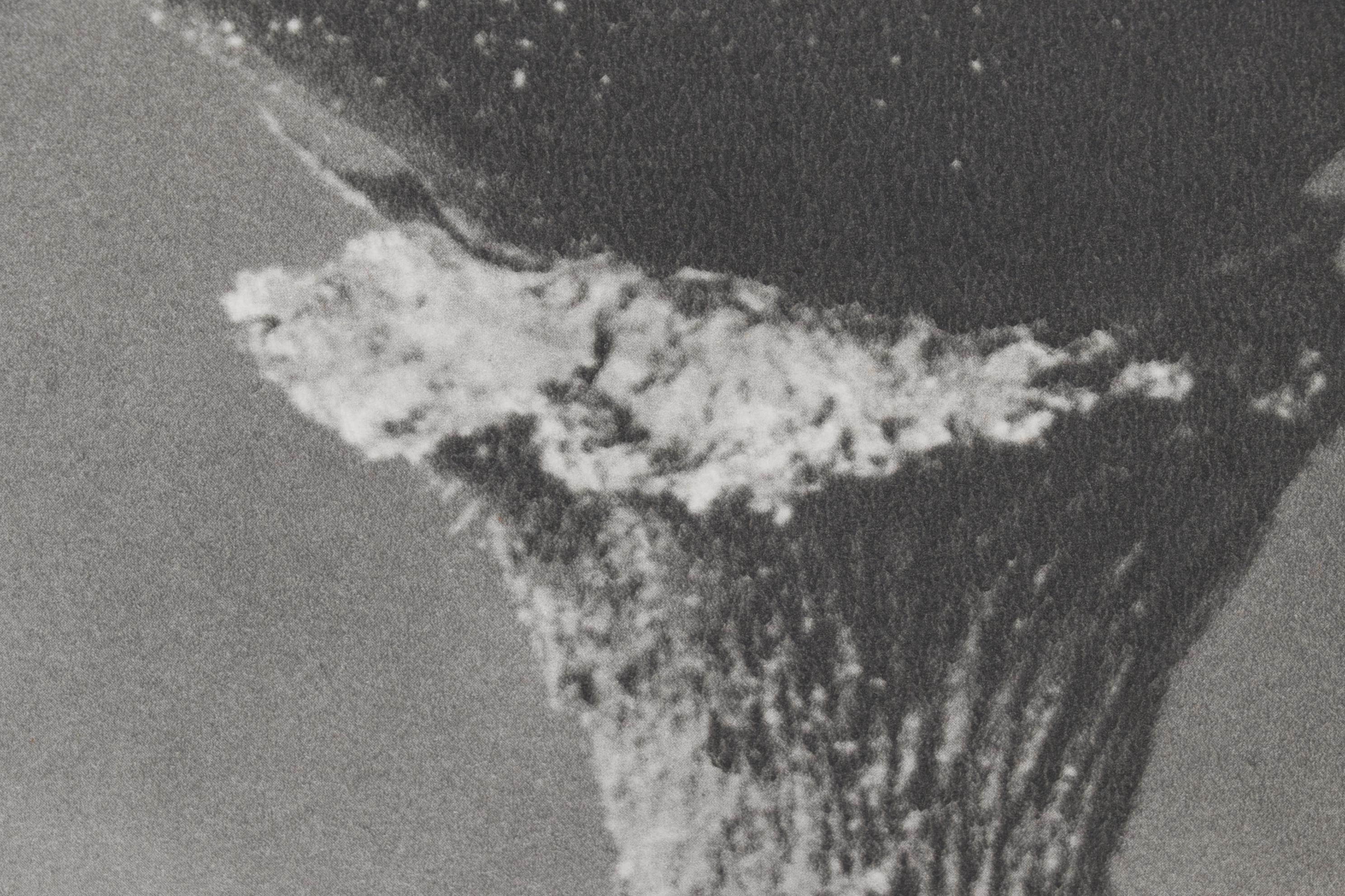 Photogravure After Karl Blossfeldt From "Wunder in der Natur"