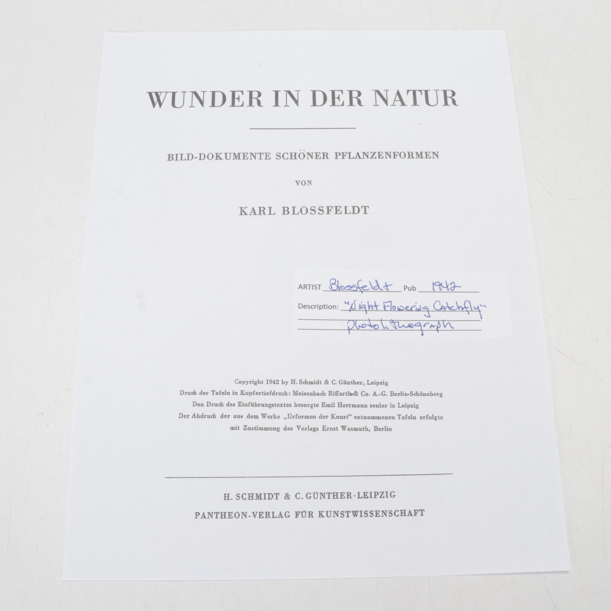 Photogravure After Karl Blossfeldt From "Wunder in der Natur"