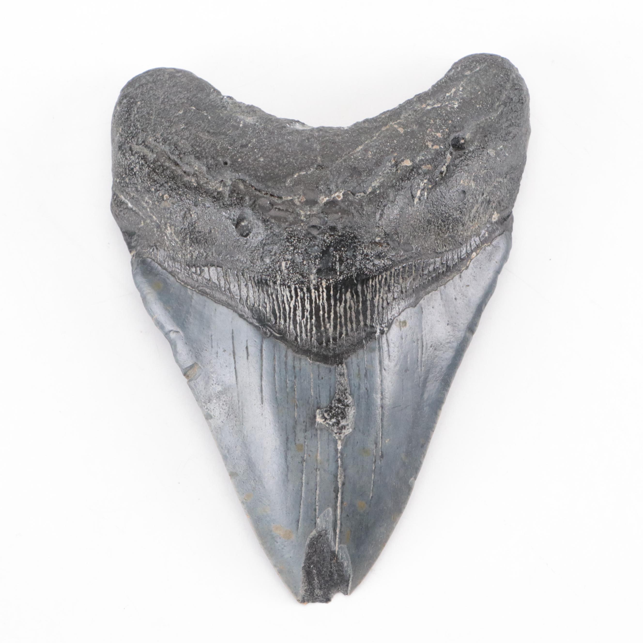 Fossilized Megalodon Tooth