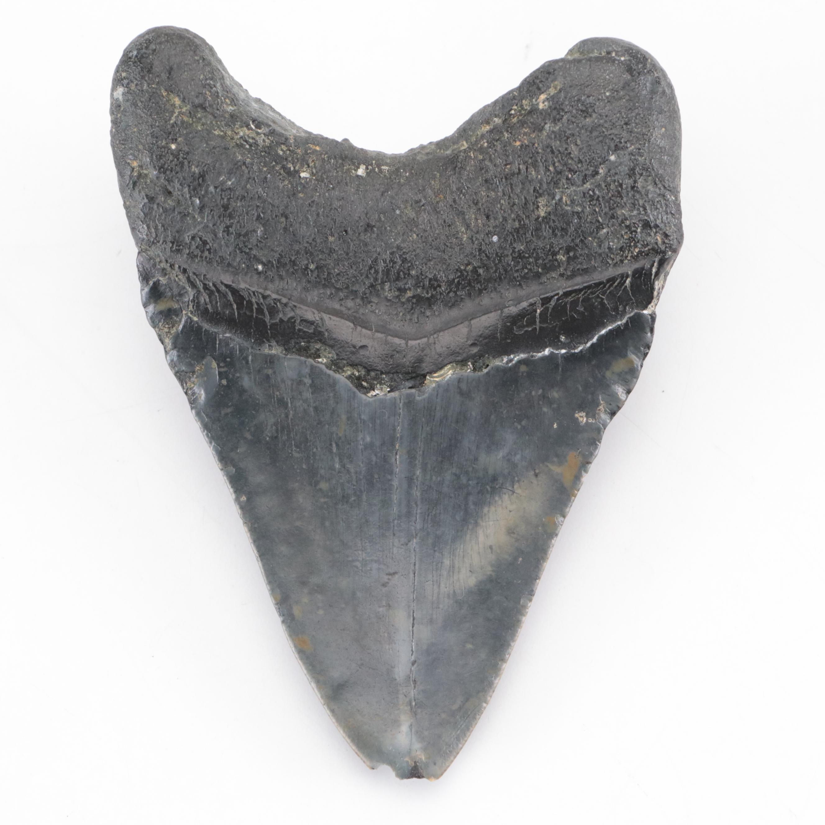Fossilized Megalodon Tooth