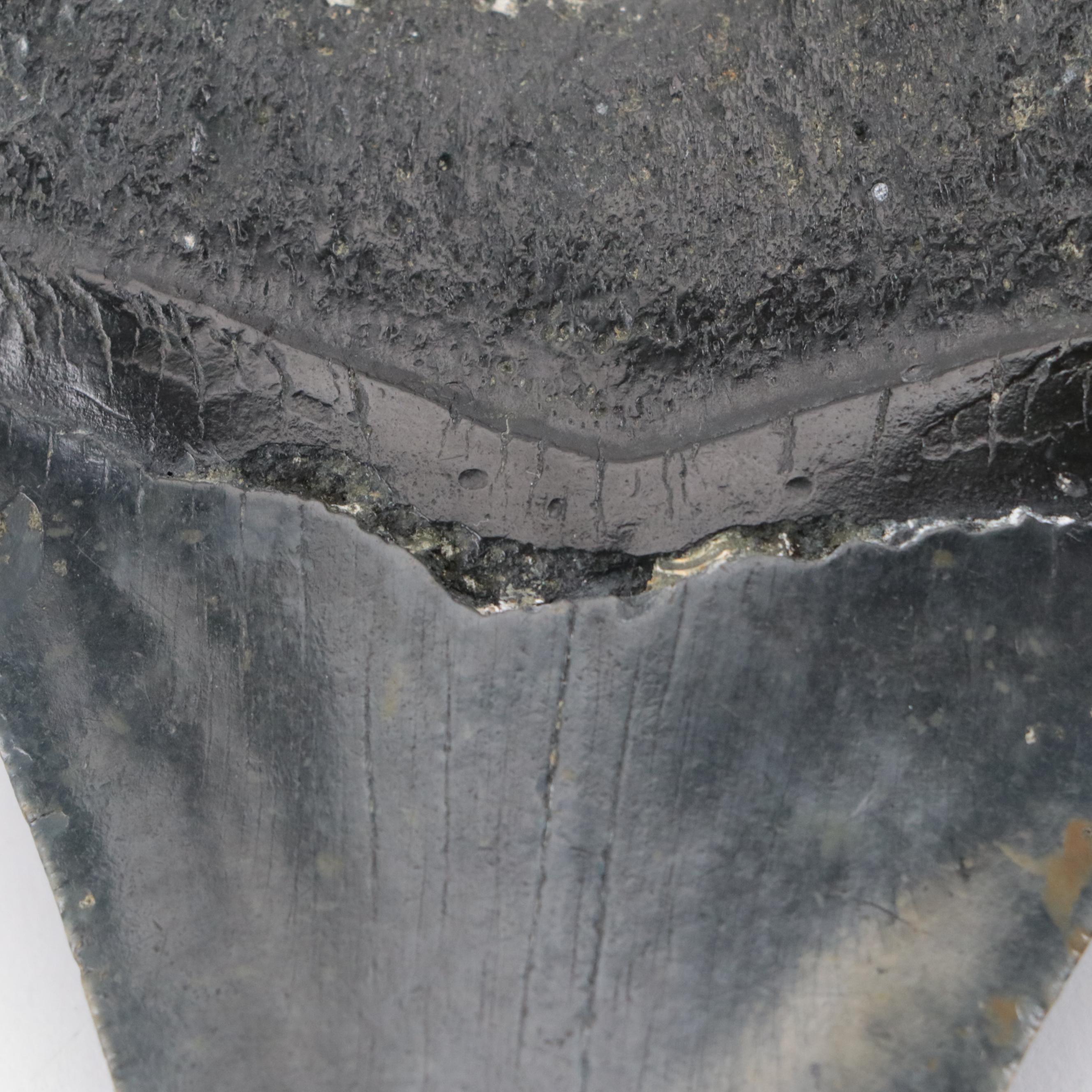 Fossilized Megalodon Tooth