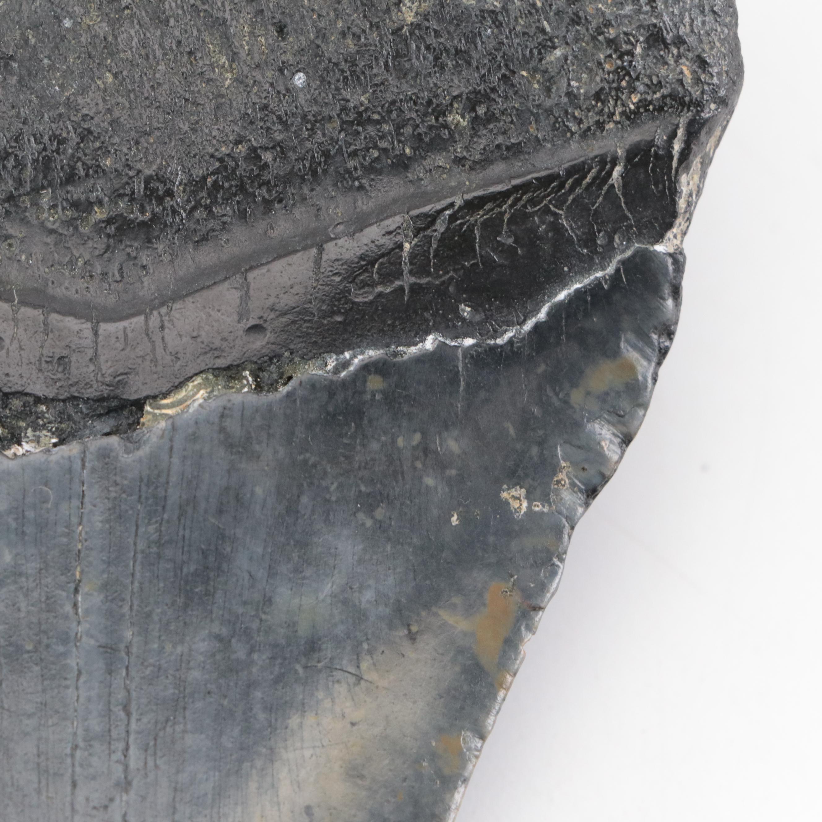 Fossilized Megalodon Tooth