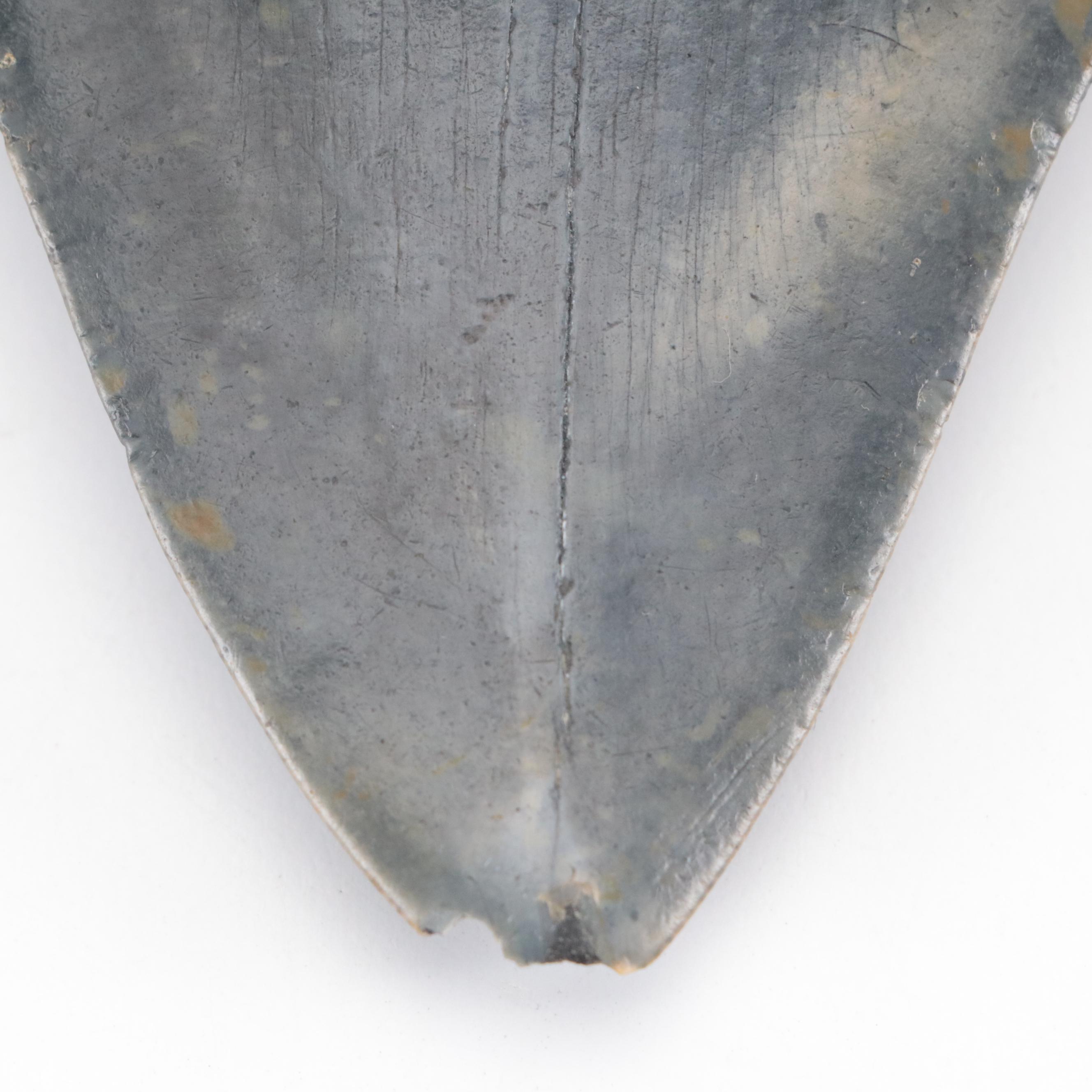 Fossilized Megalodon Tooth