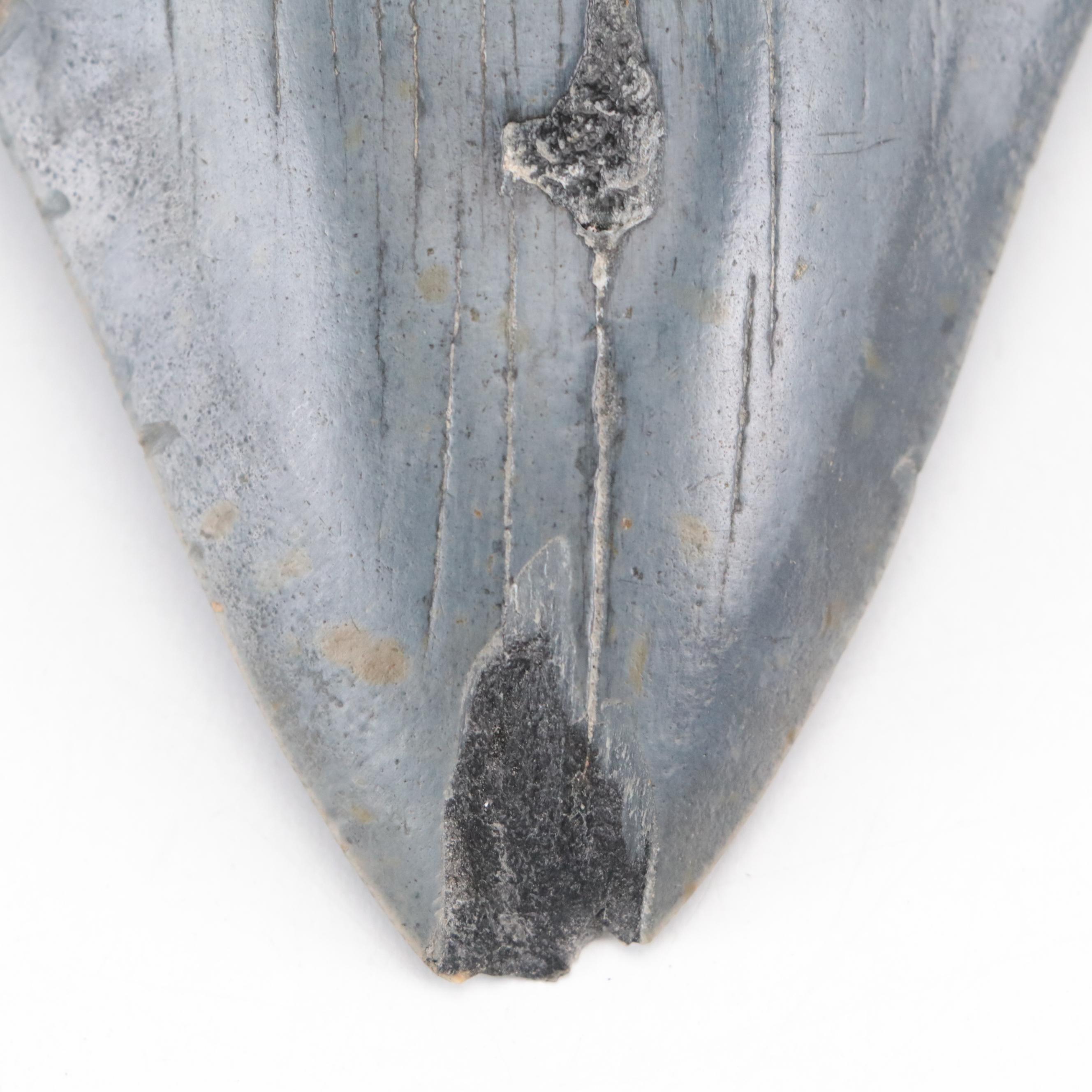 Fossilized Megalodon Tooth