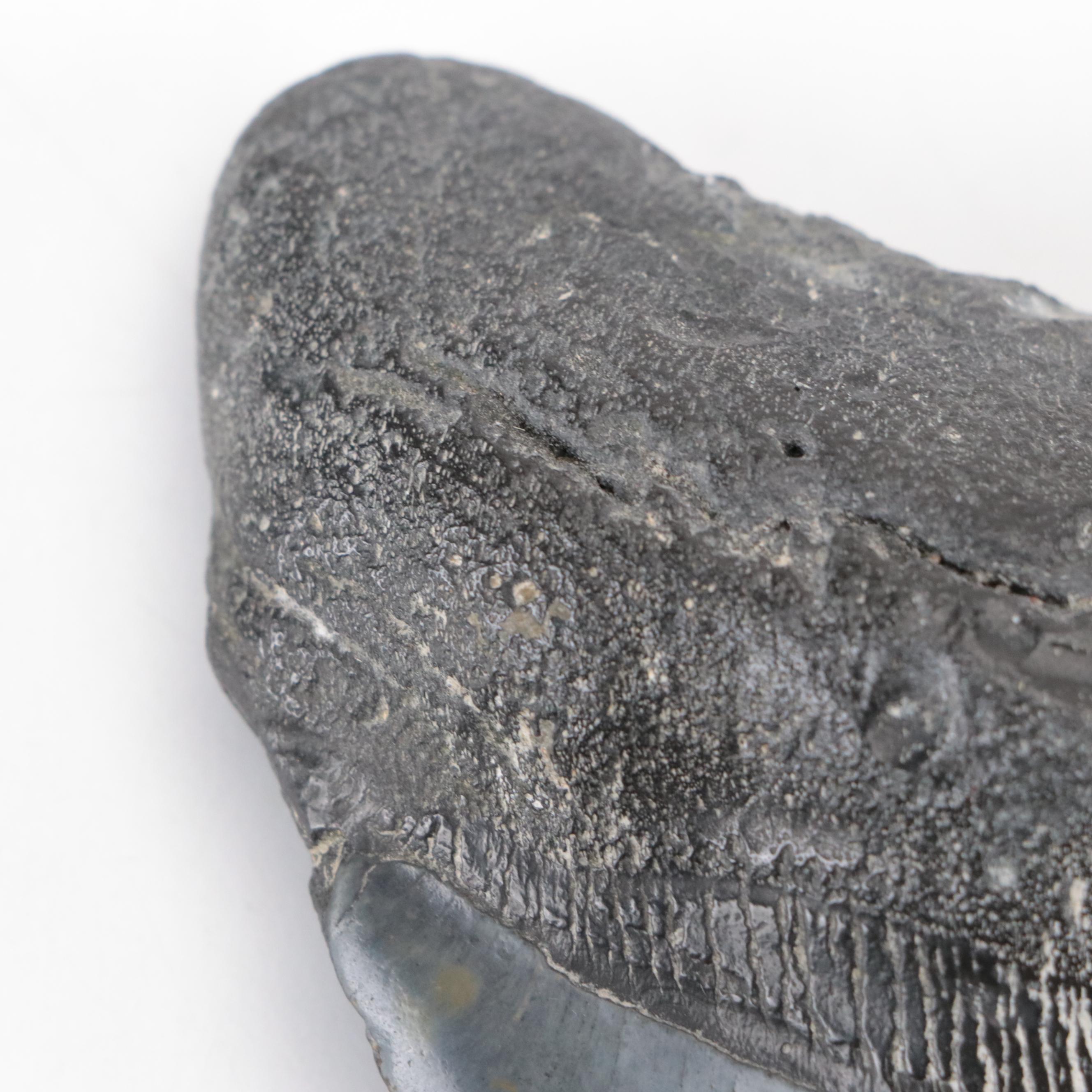 Fossilized Megalodon Tooth