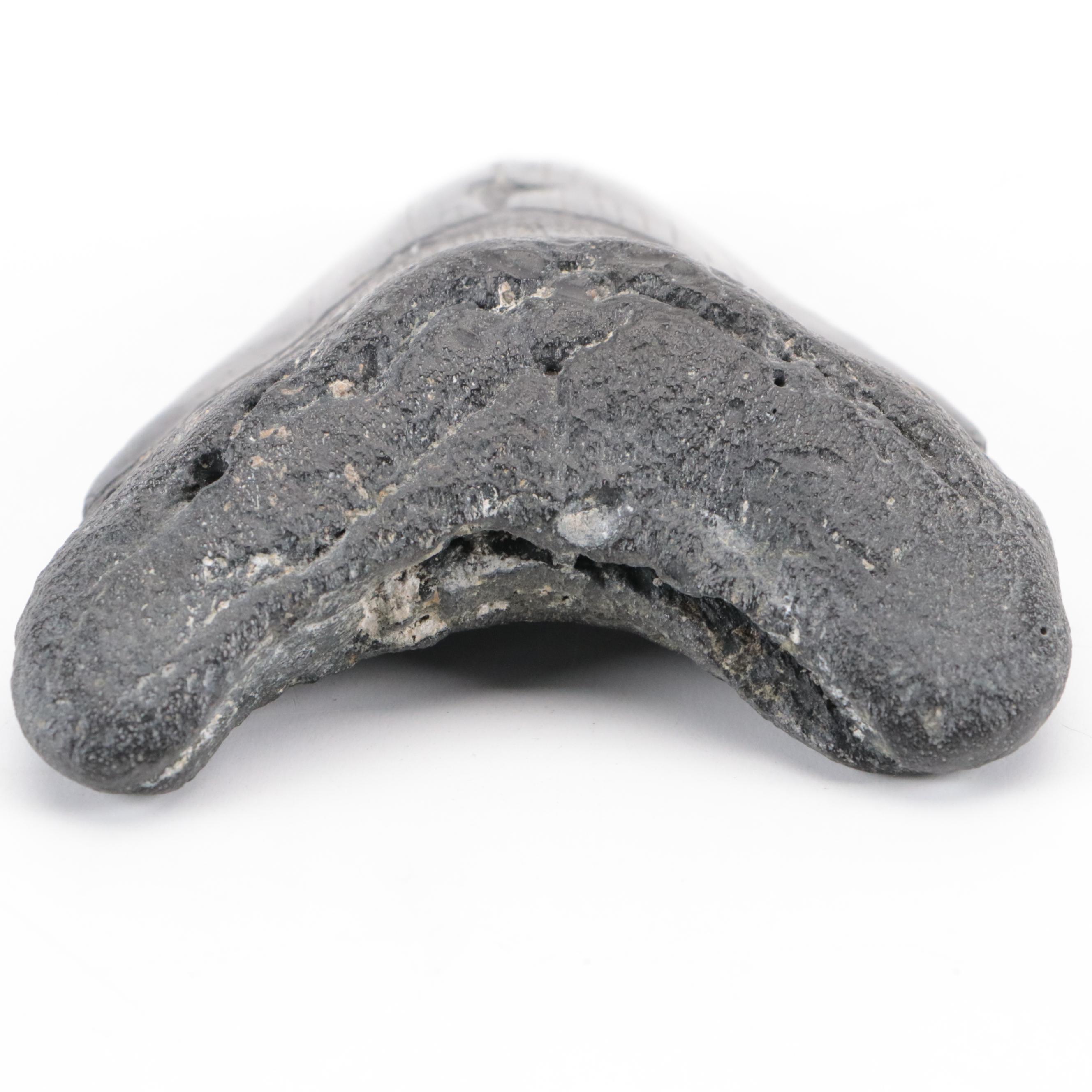 Fossilized Megalodon Tooth