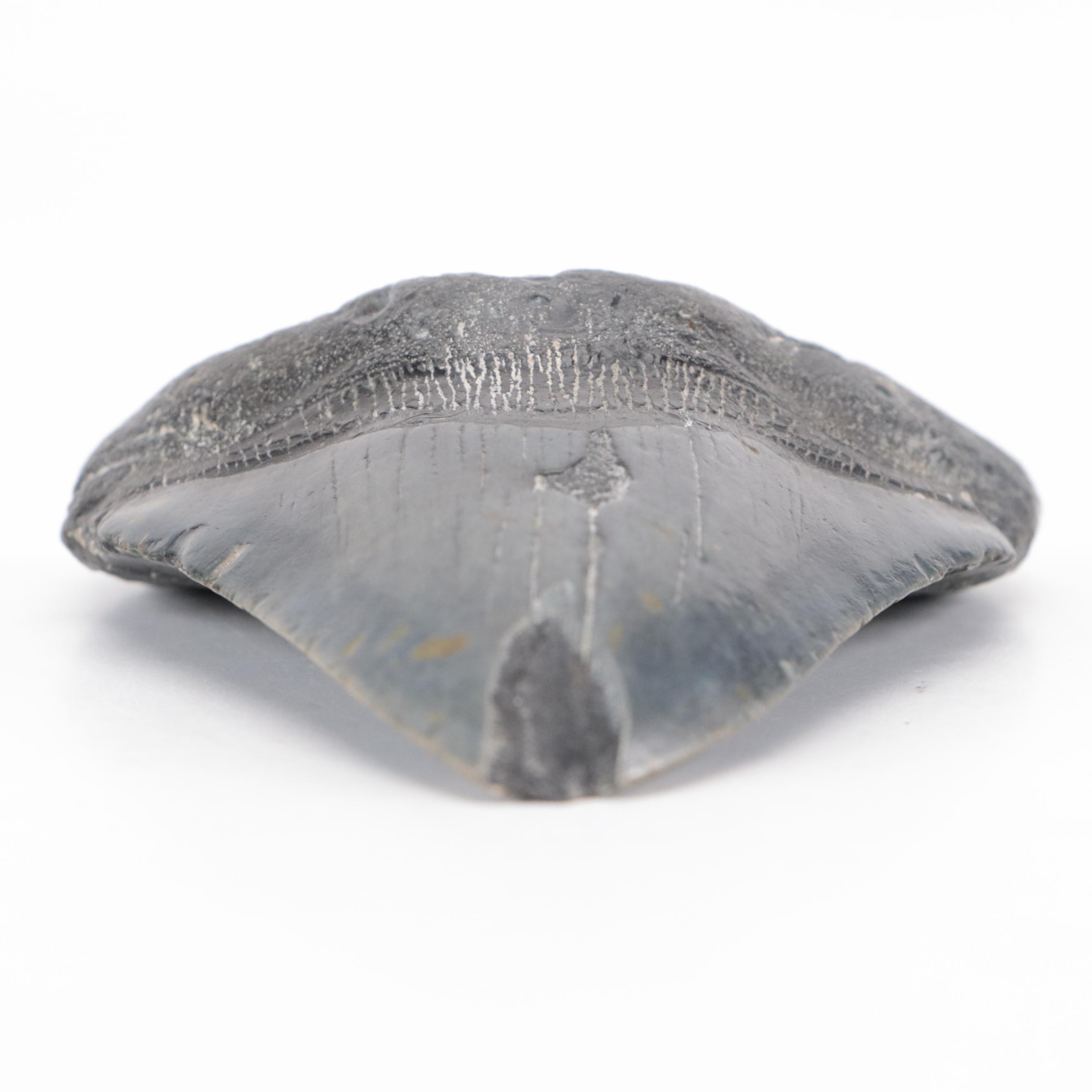 Fossilized Megalodon Tooth
