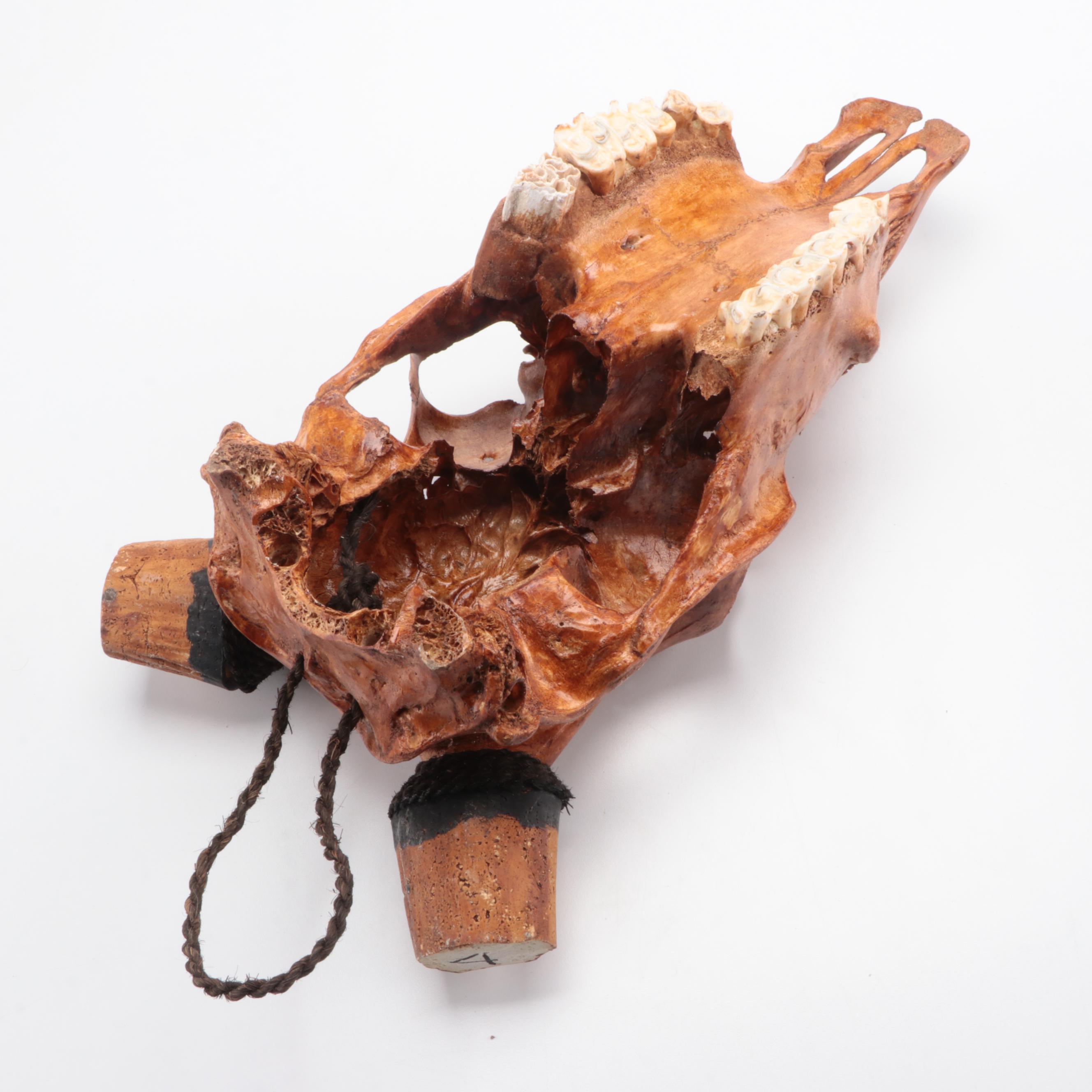 Hand-Carved and Dyed Cow Skull With Horns