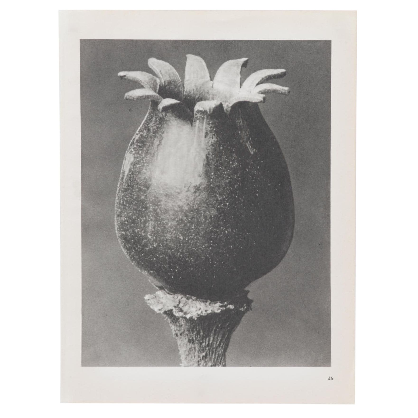 Photogravure After Karl Blossfeldt From "Wunder in der Natur"