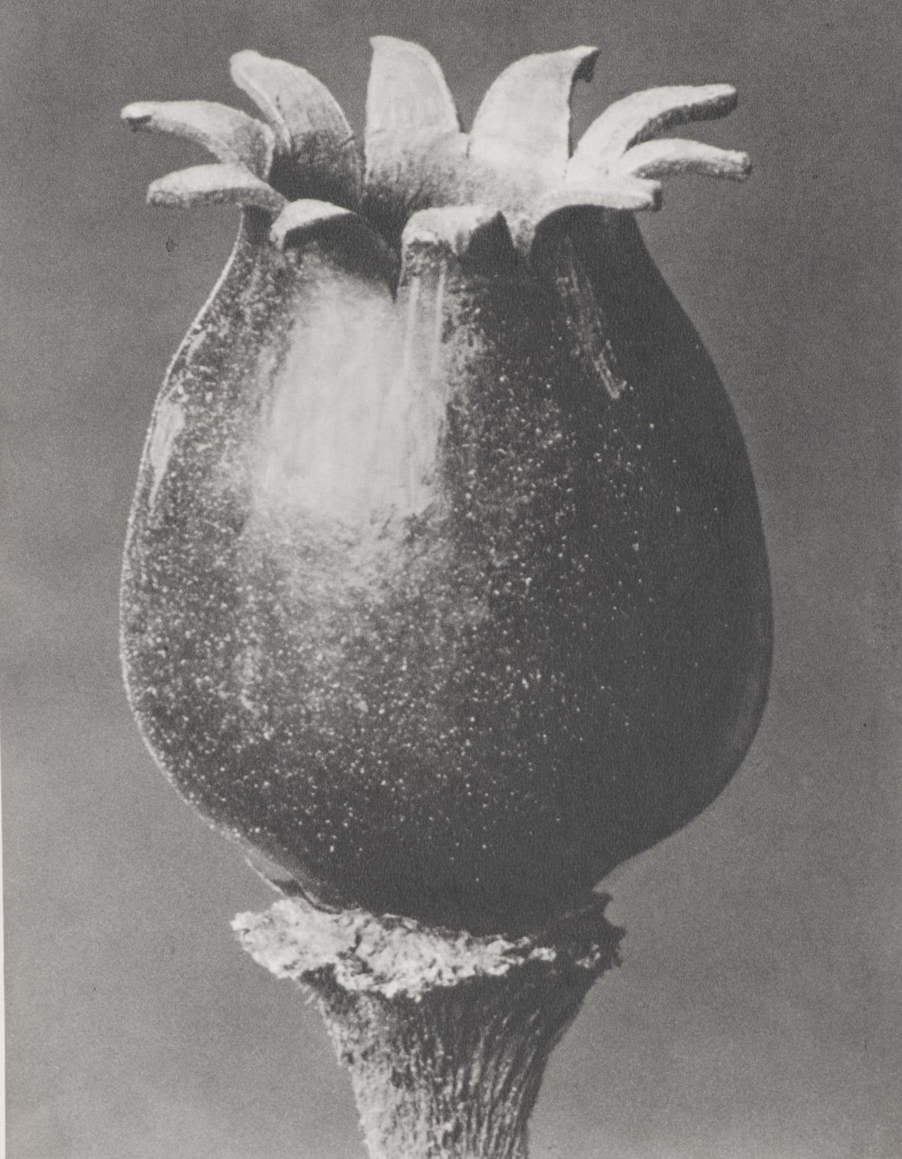 Photogravure After Karl Blossfeldt From "Wunder in der Natur"