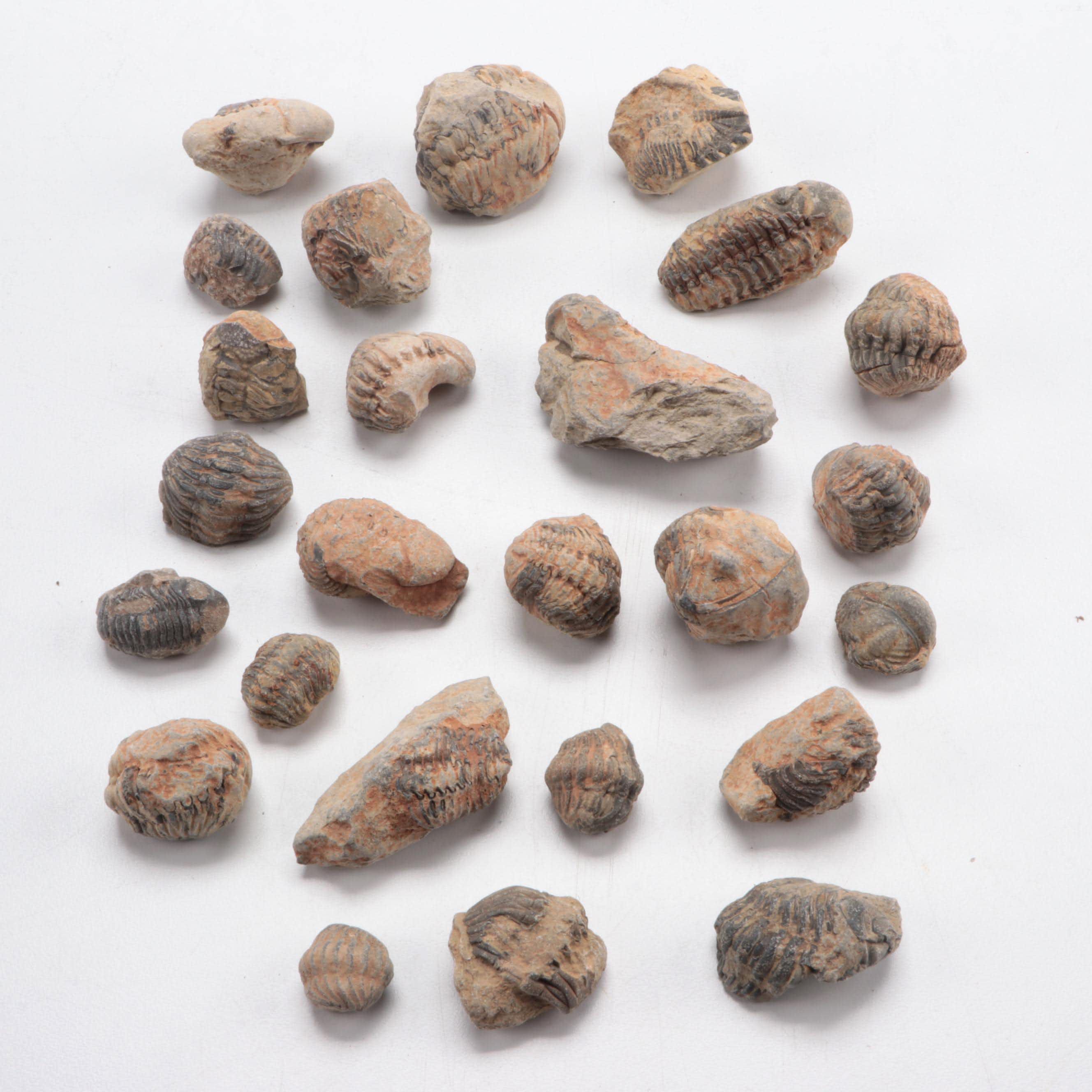 Collection of Trilobite Fossils