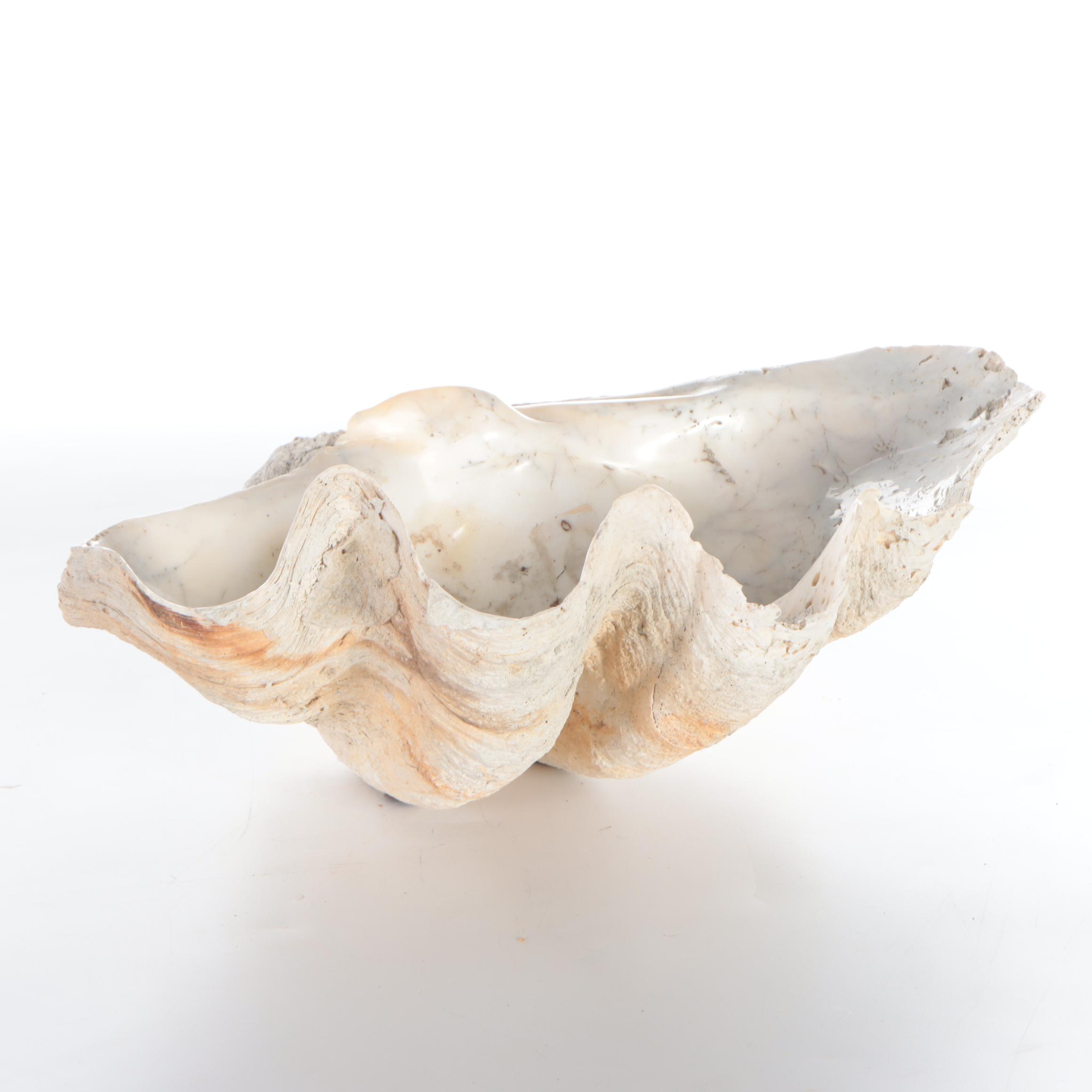 Natural Giant Clam Shell