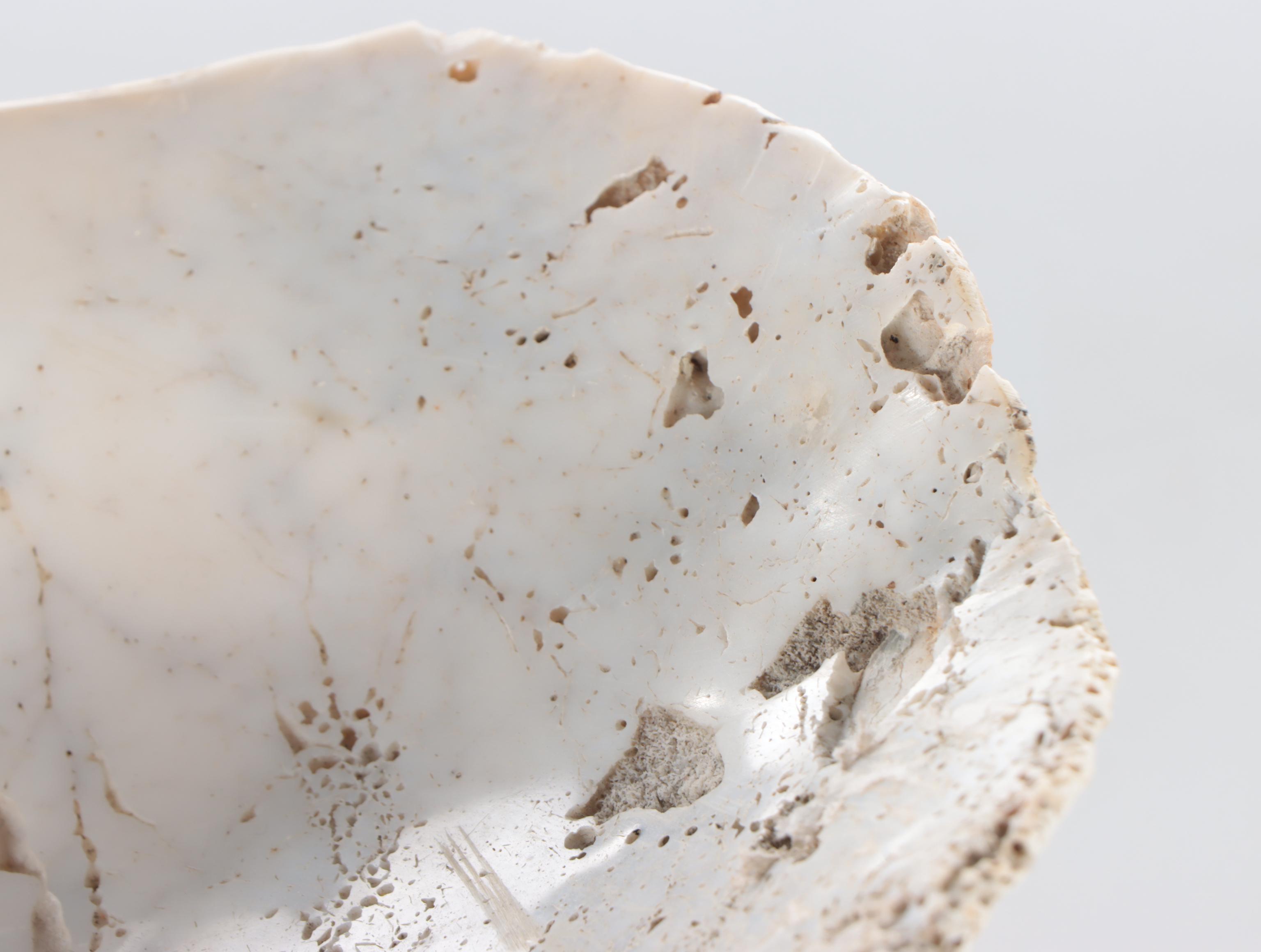 Natural Giant Clam Shell