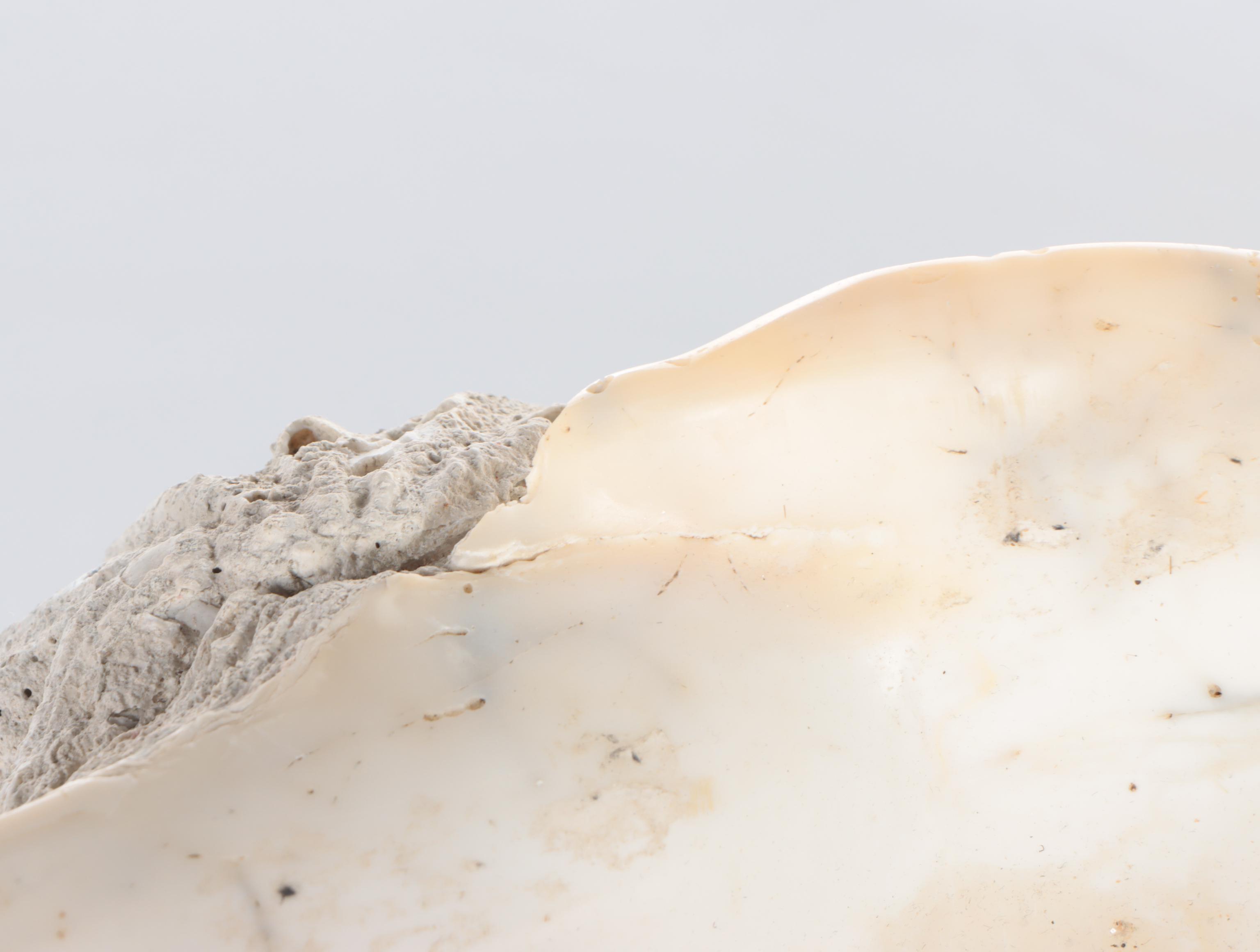 Natural Giant Clam Shell