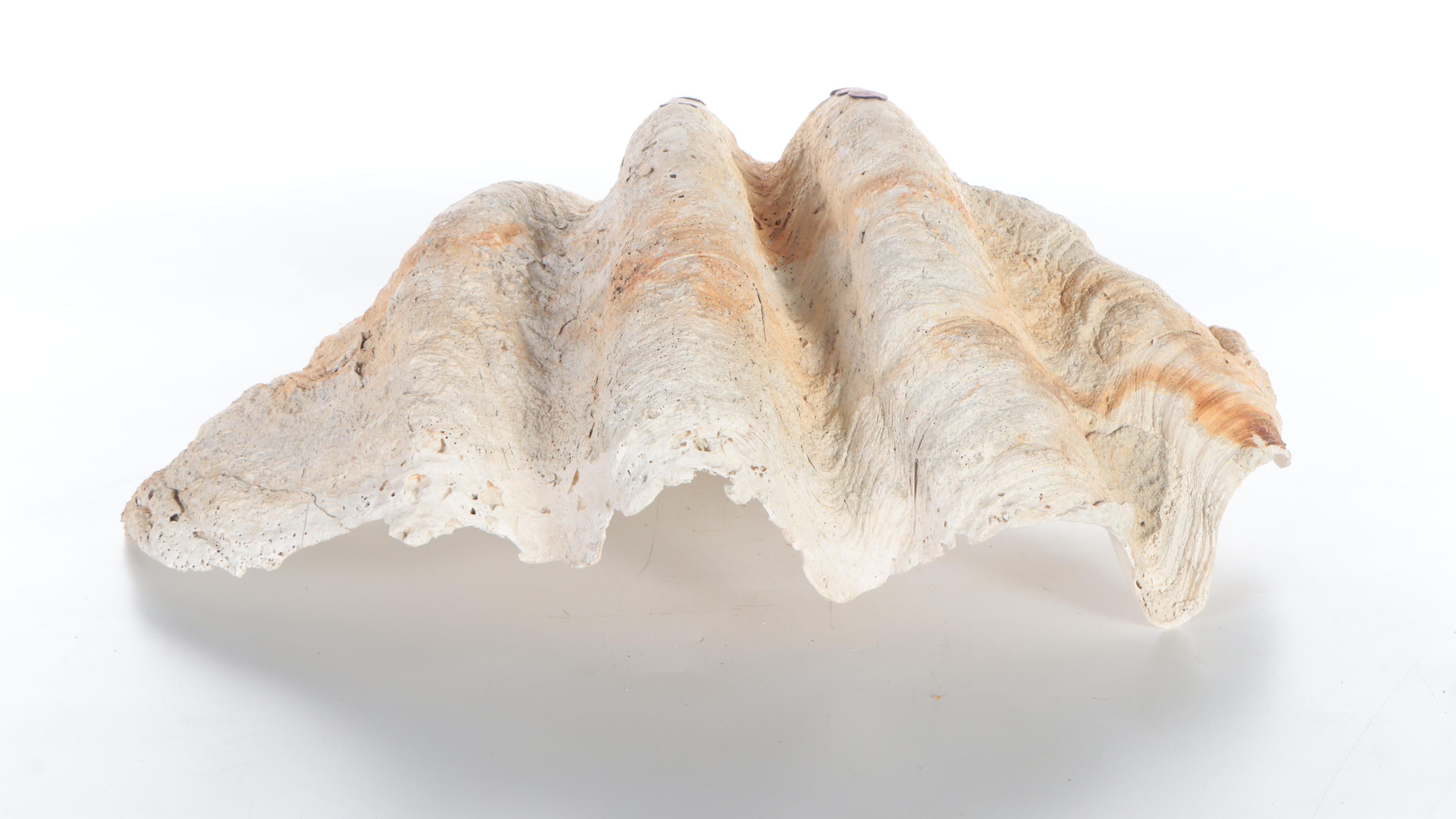 Natural Giant Clam Shell