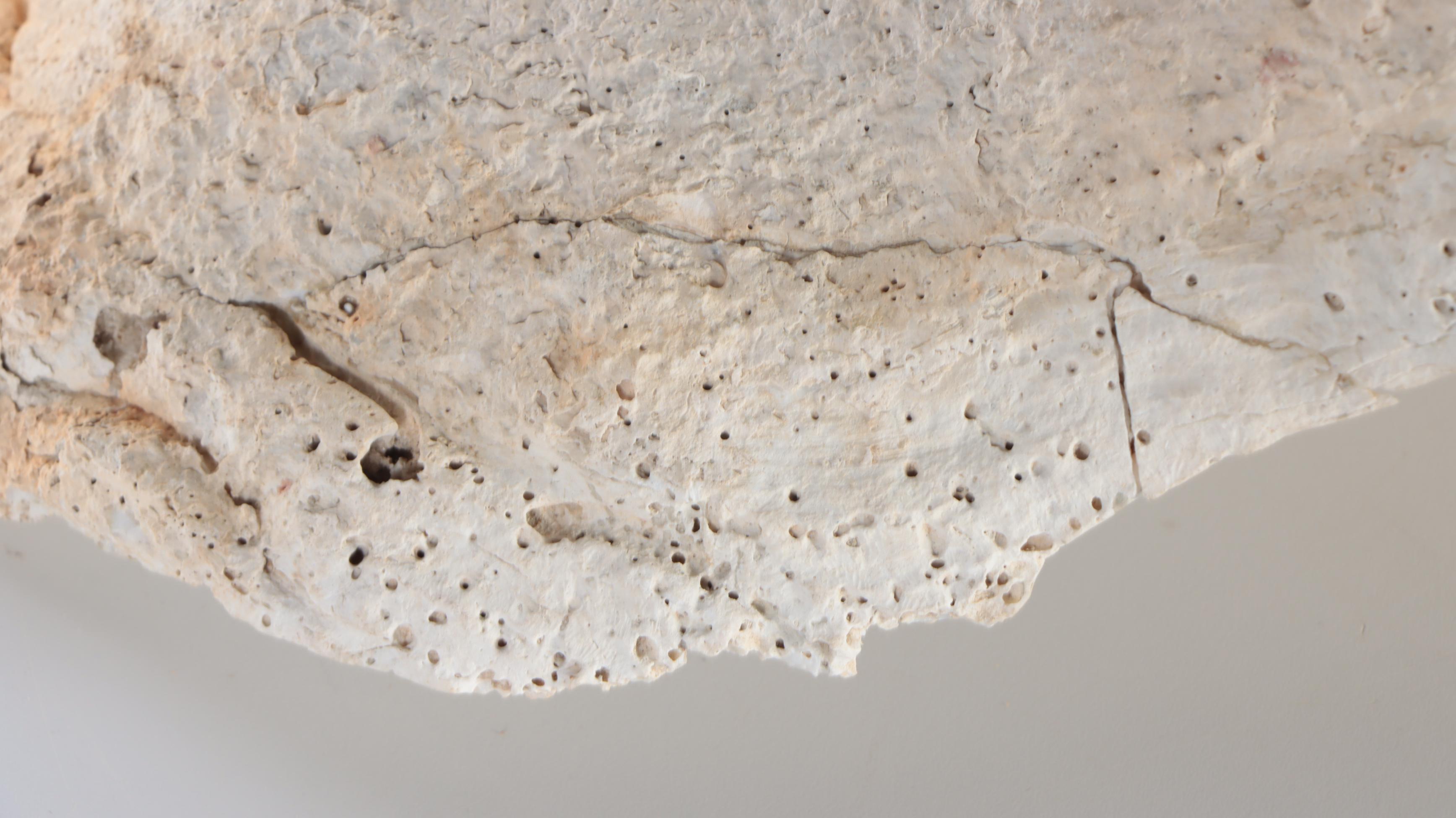 Natural Giant Clam Shell