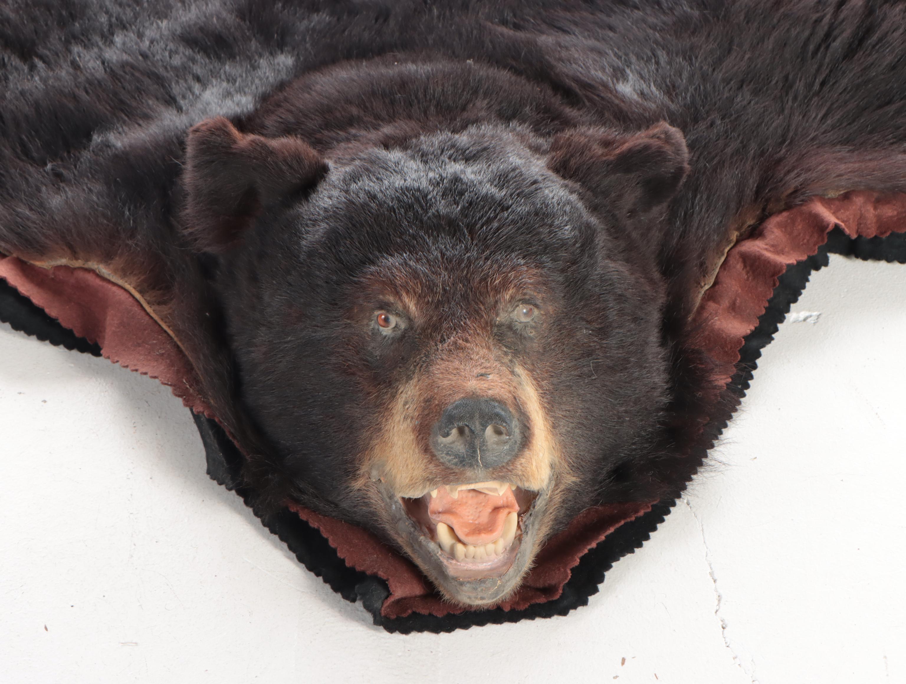 American Black Bear Full Pelt Rug